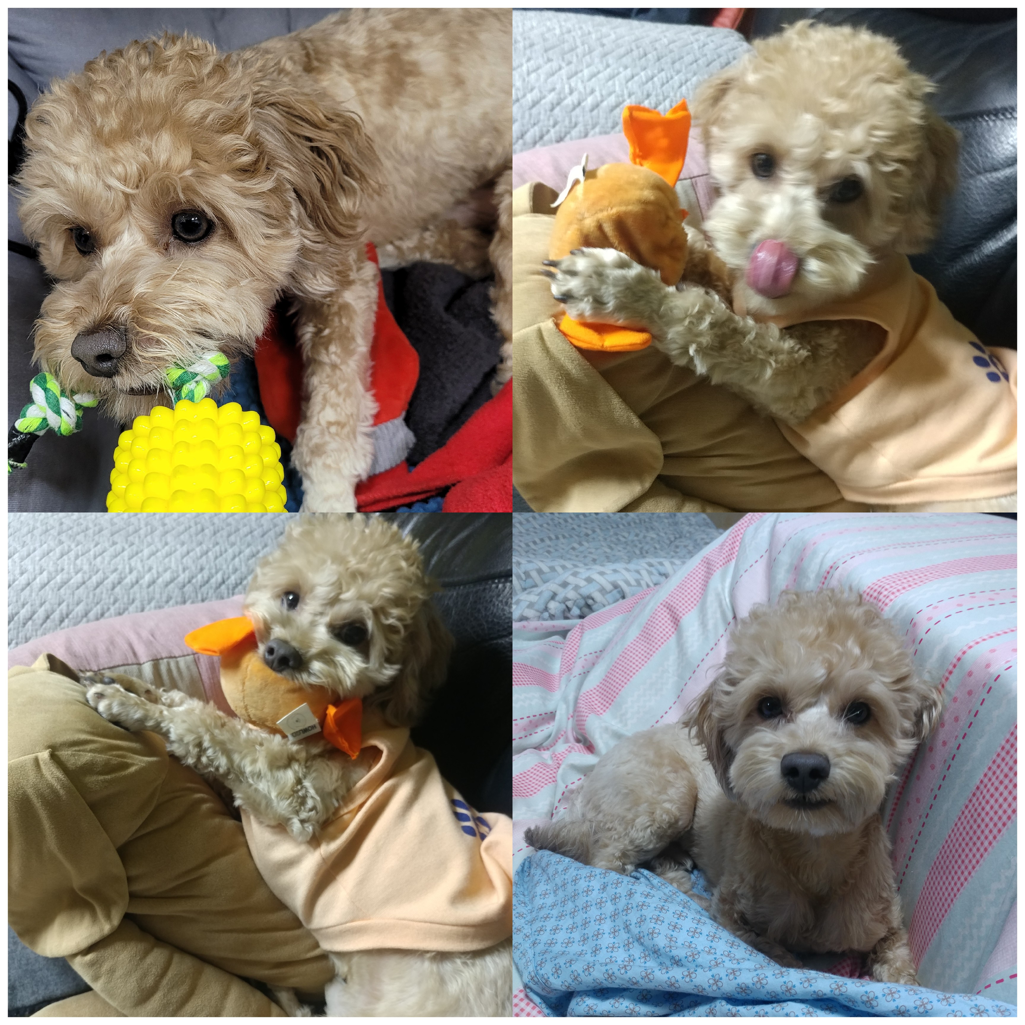 모아(론이) 입양 후 3개월 이야기 !!