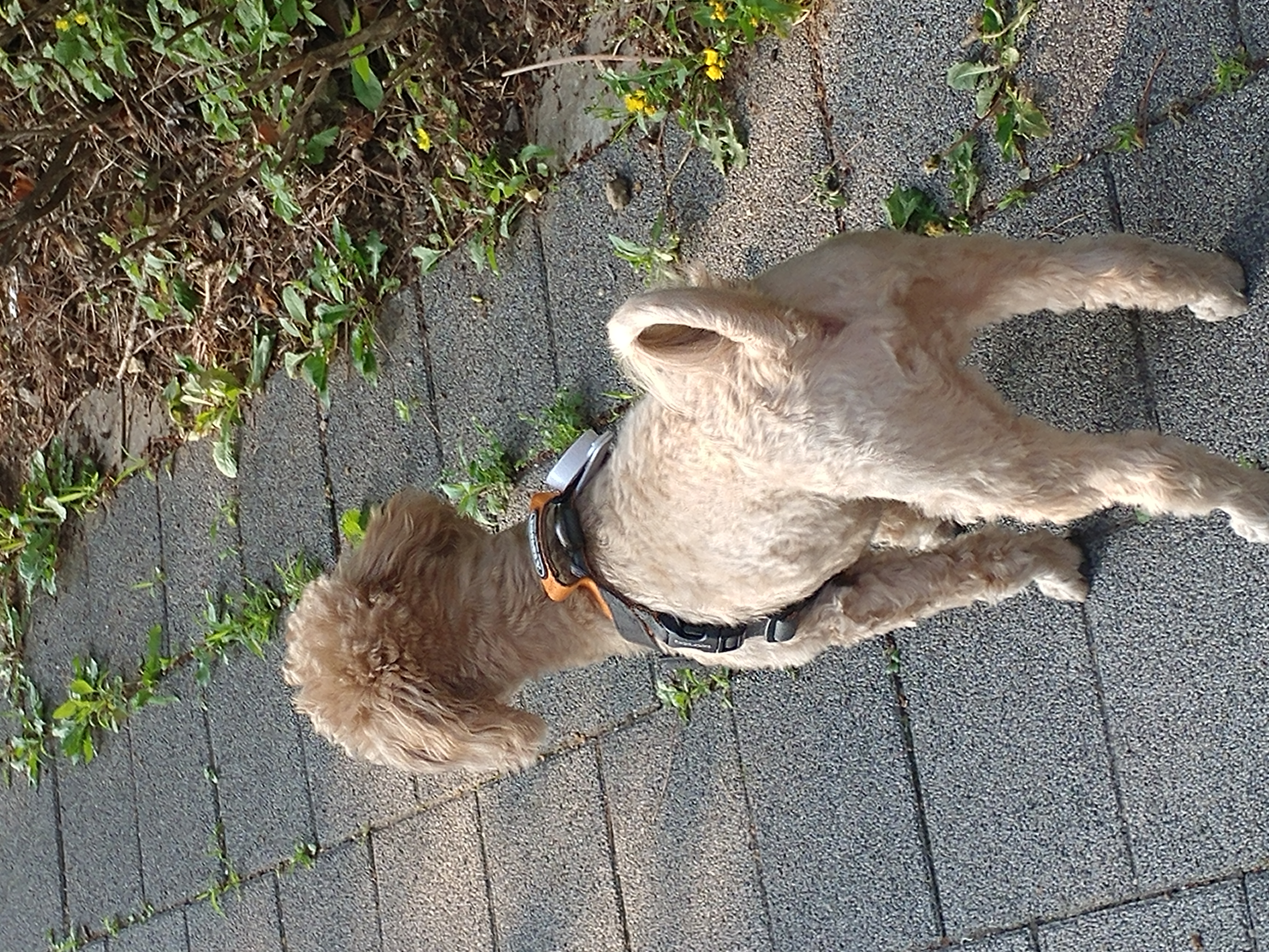 모아(론이) 입양 후 3개월 이야기 !!