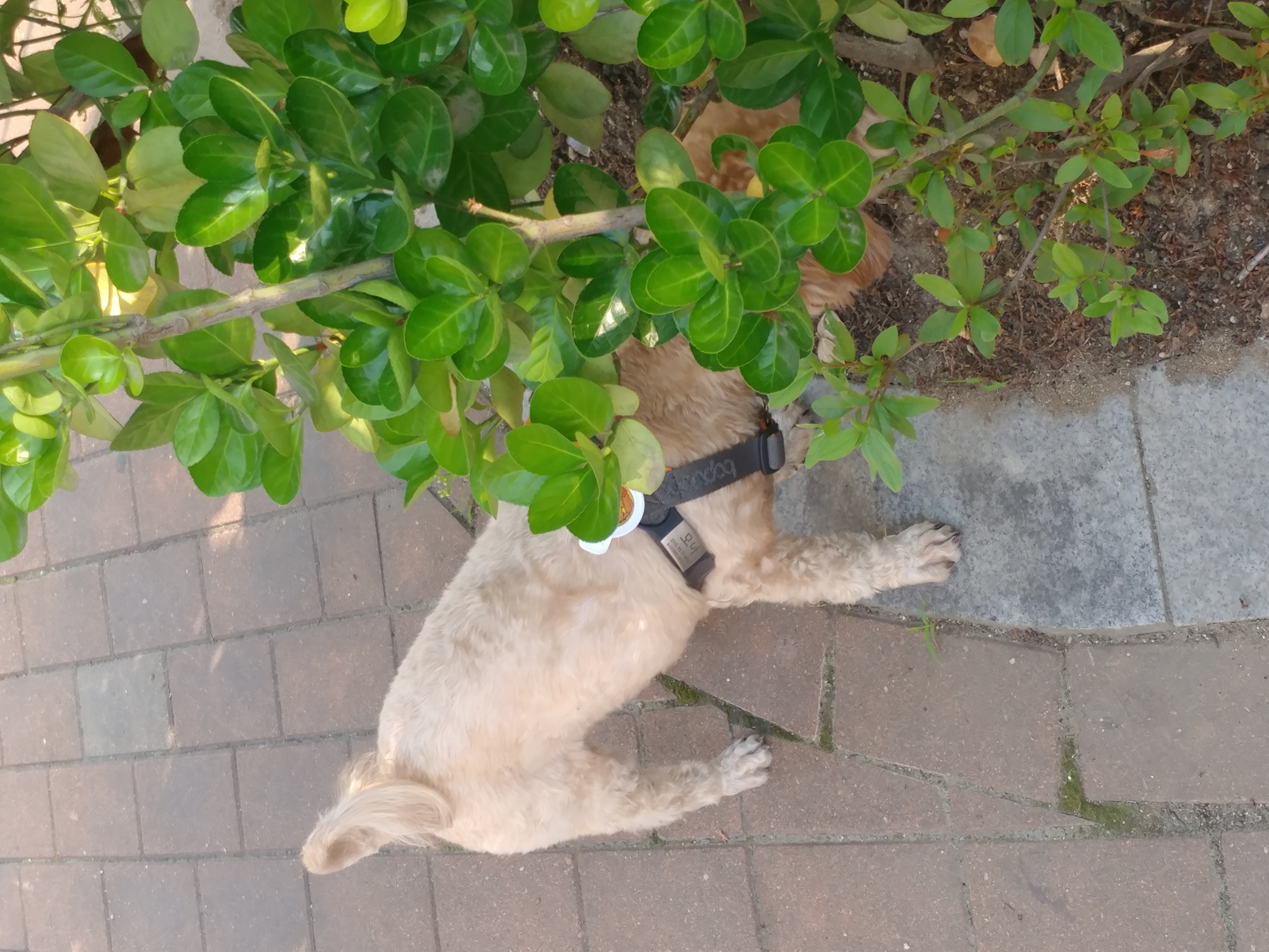 모아(론이) 입양 후 3개월 이야기 !!