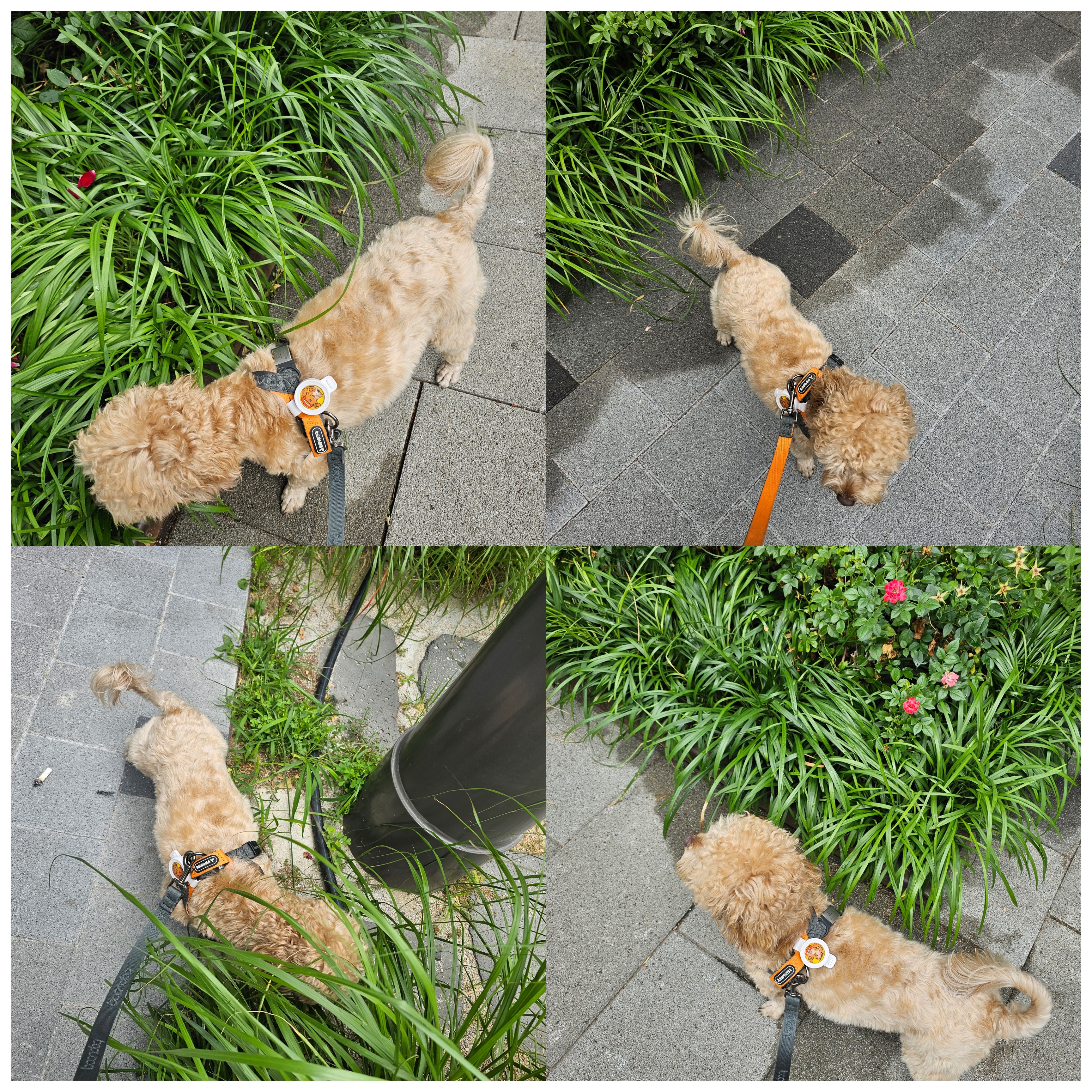 모아(론이) 입양 후 3개월 이야기 !!