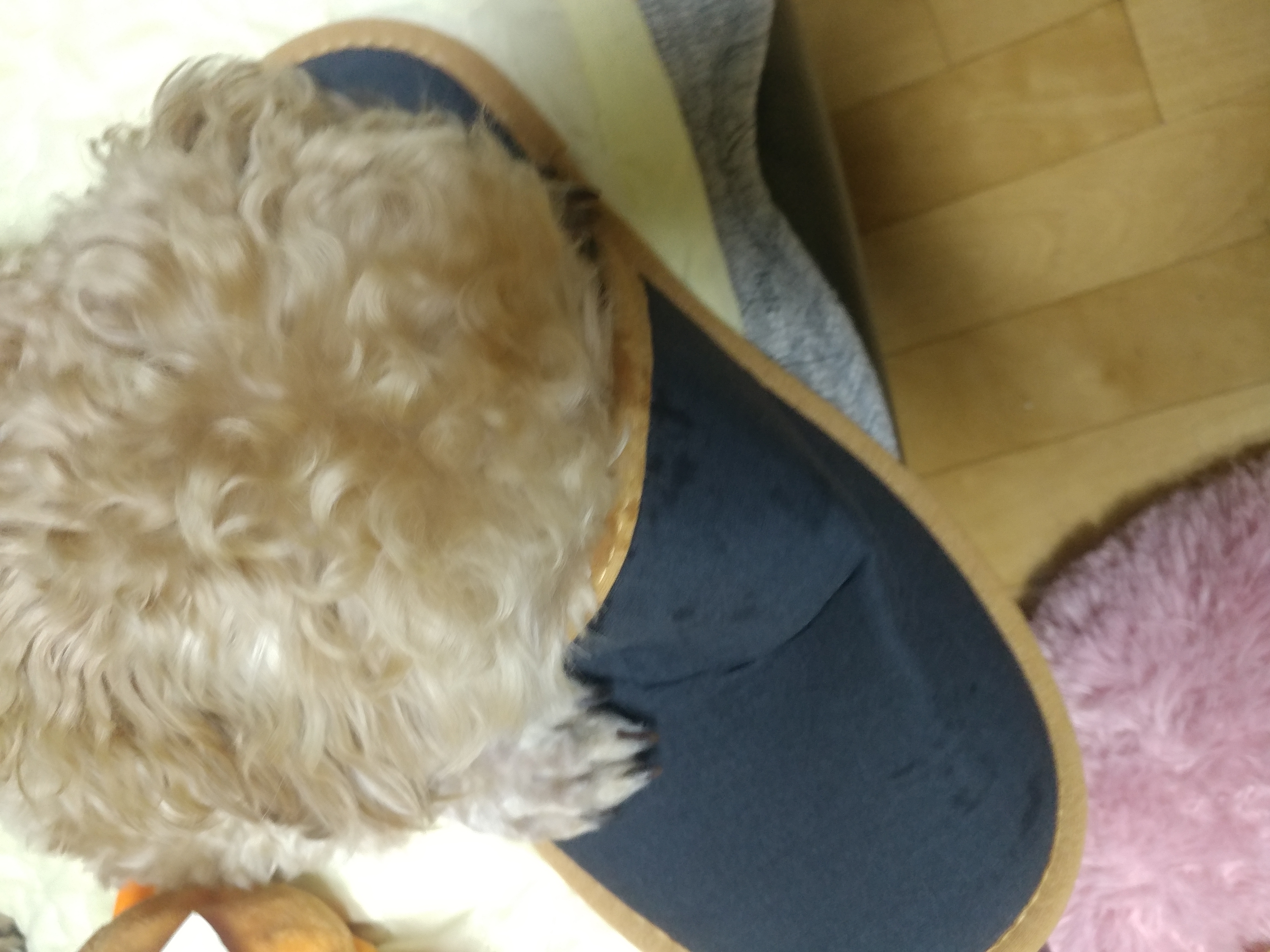 모아(론이) 입양 후 3개월 이야기 !!