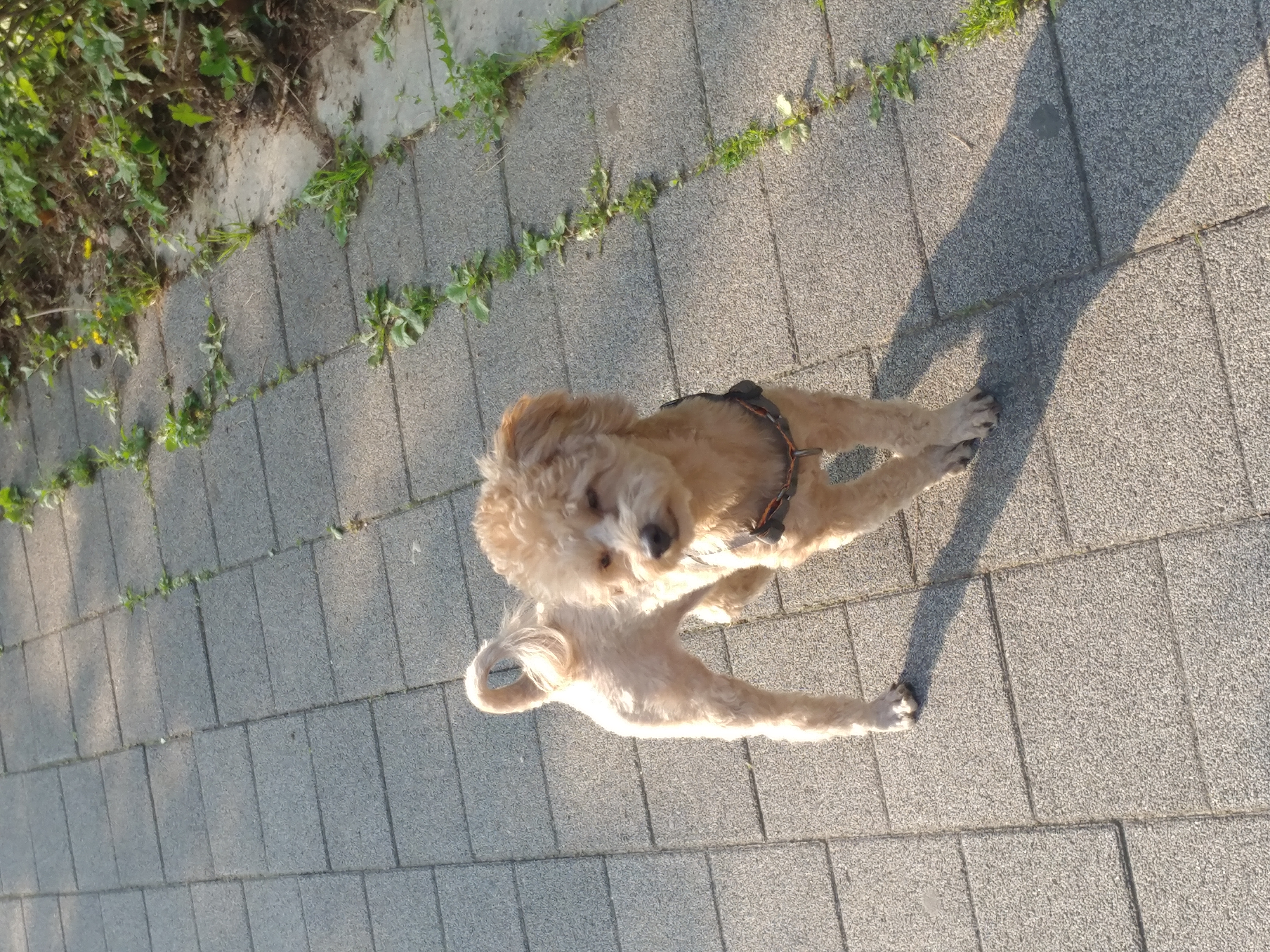 모아(론이) 입양 후 3개월 이야기 !!