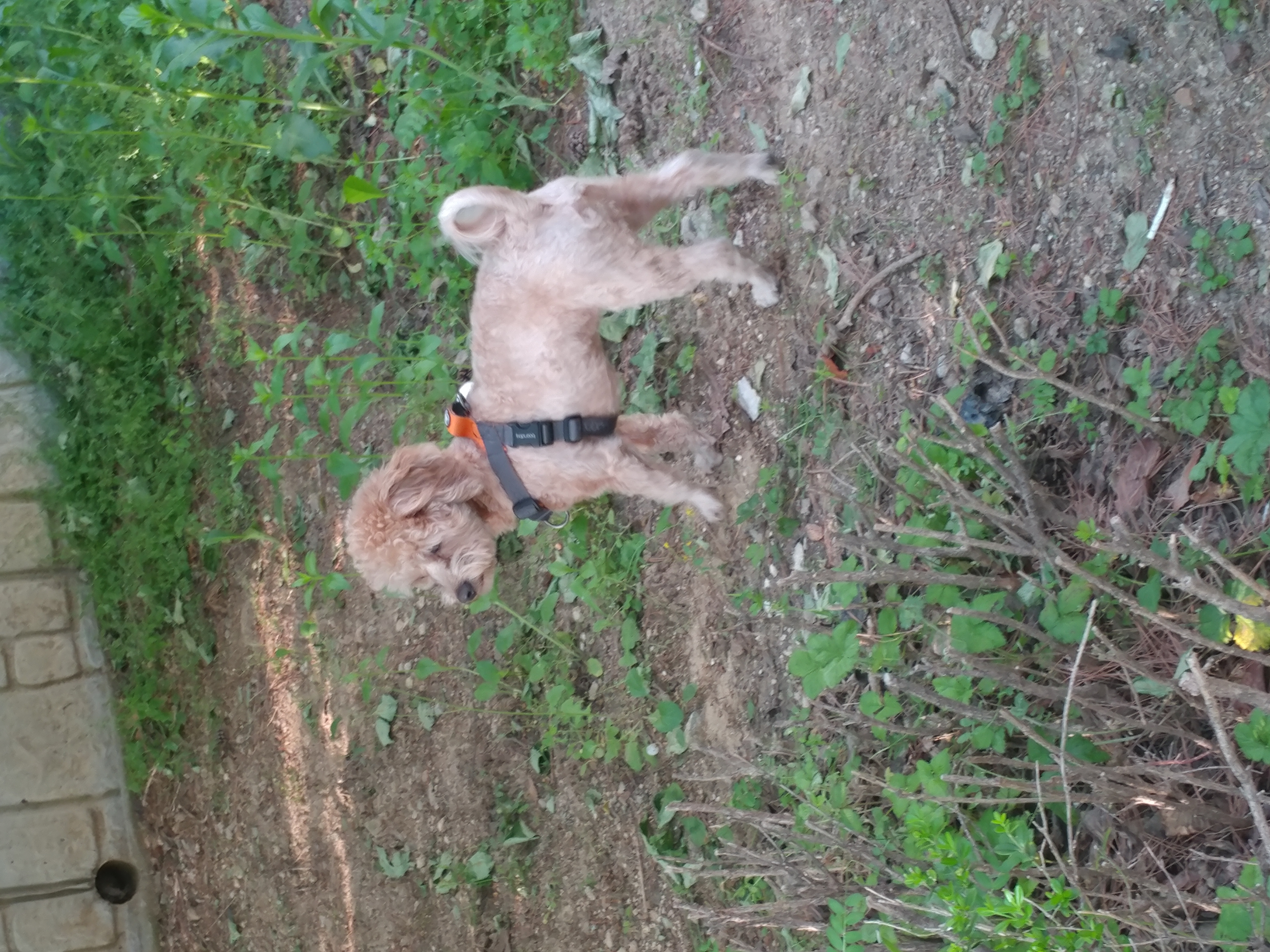 모아(론이) 입양 후 3개월 이야기 !!