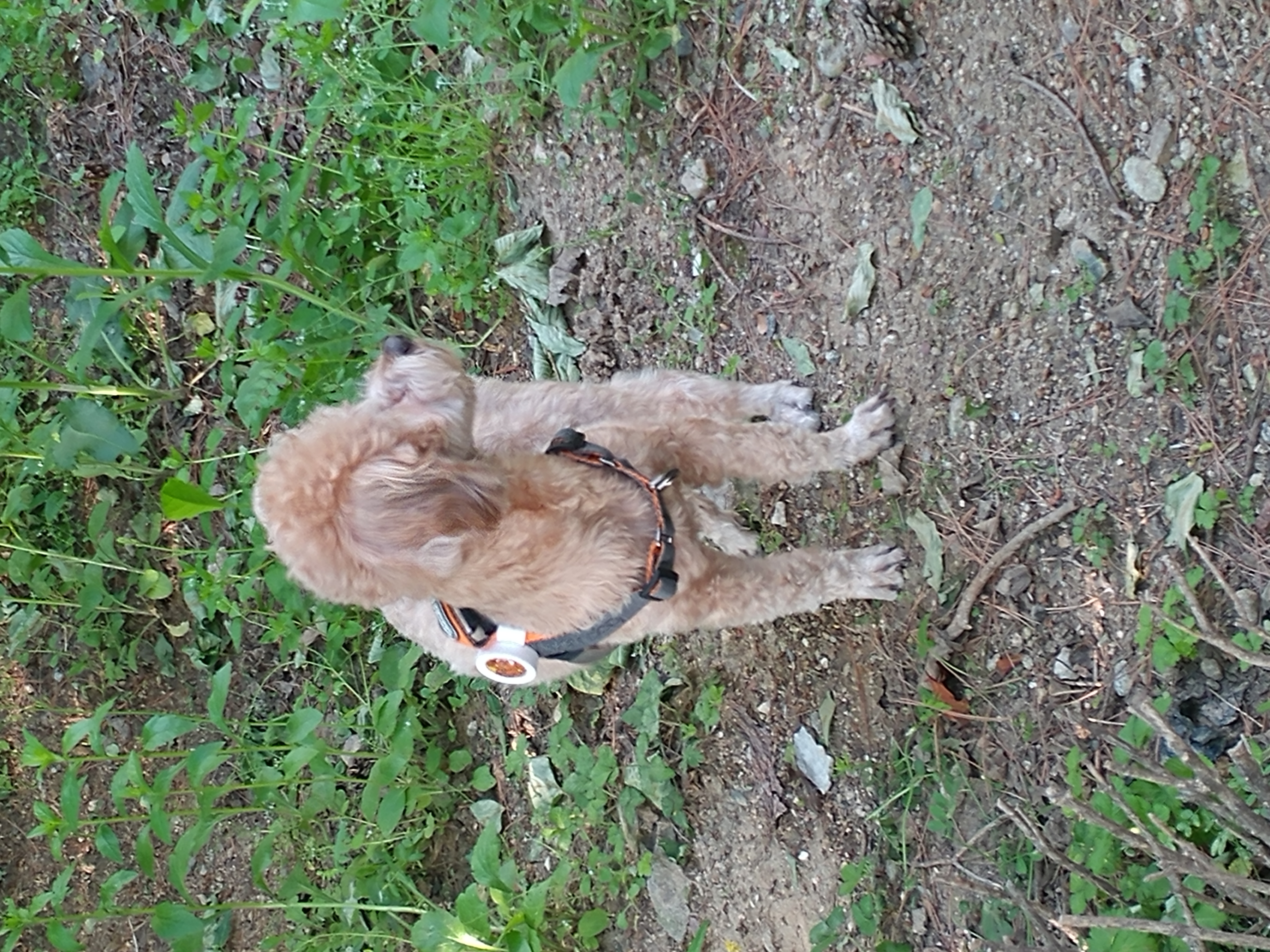 모아(론이) 입양 후 3개월 이야기 !!