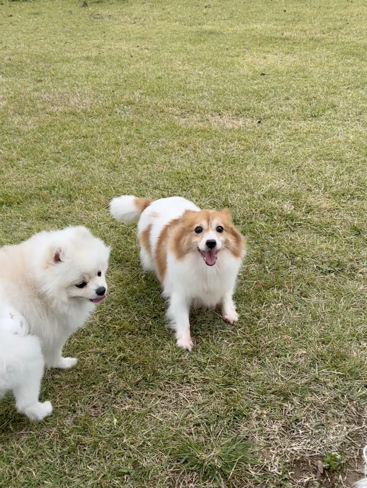 마루(꼬맹이) 입양 후 벌써 2년이 훌쩍 지났네요