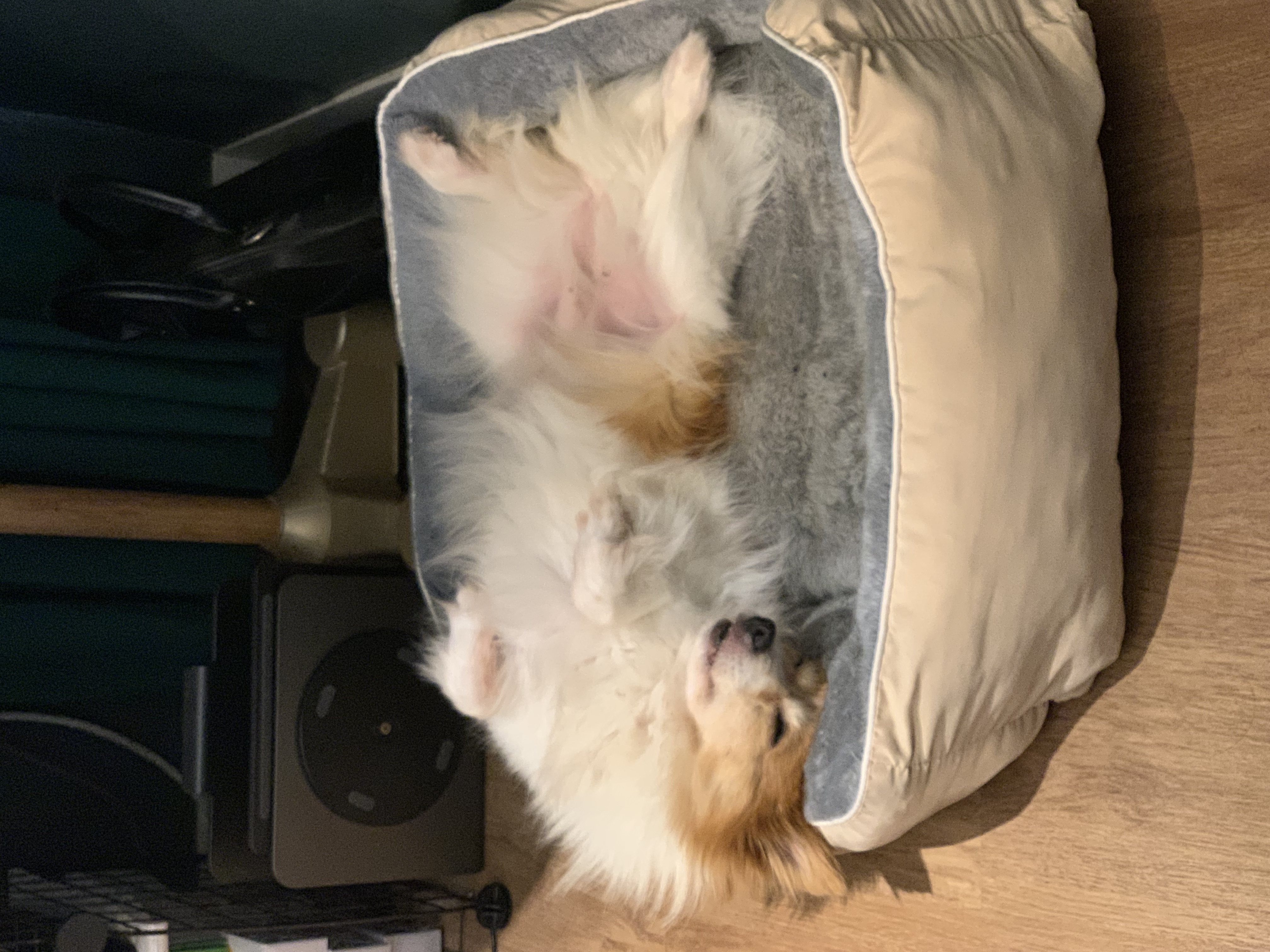 마루(꼬맹이) 입양 후 벌써 2년이 훌쩍 지났네요