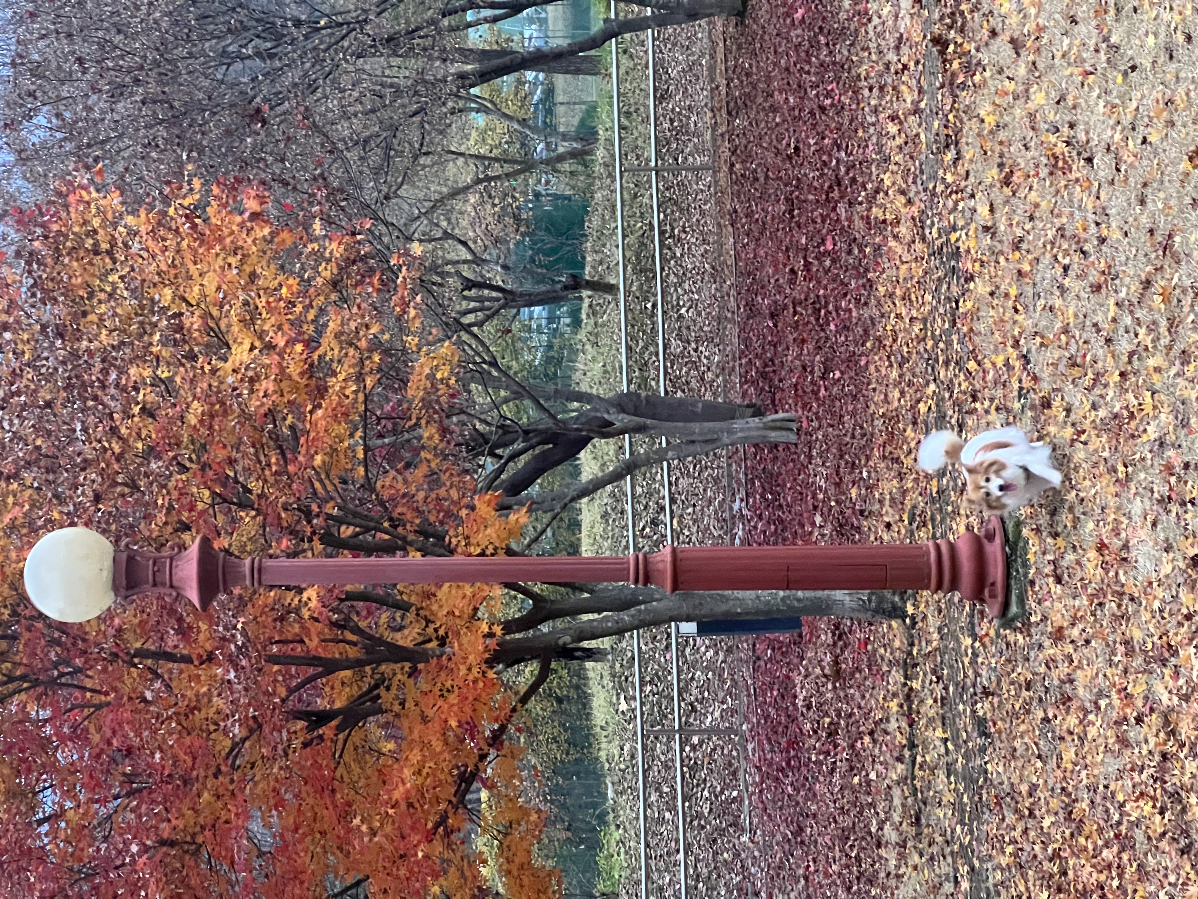 마루(꼬맹이) 입양 후 벌써 2년이 훌쩍 지났네요