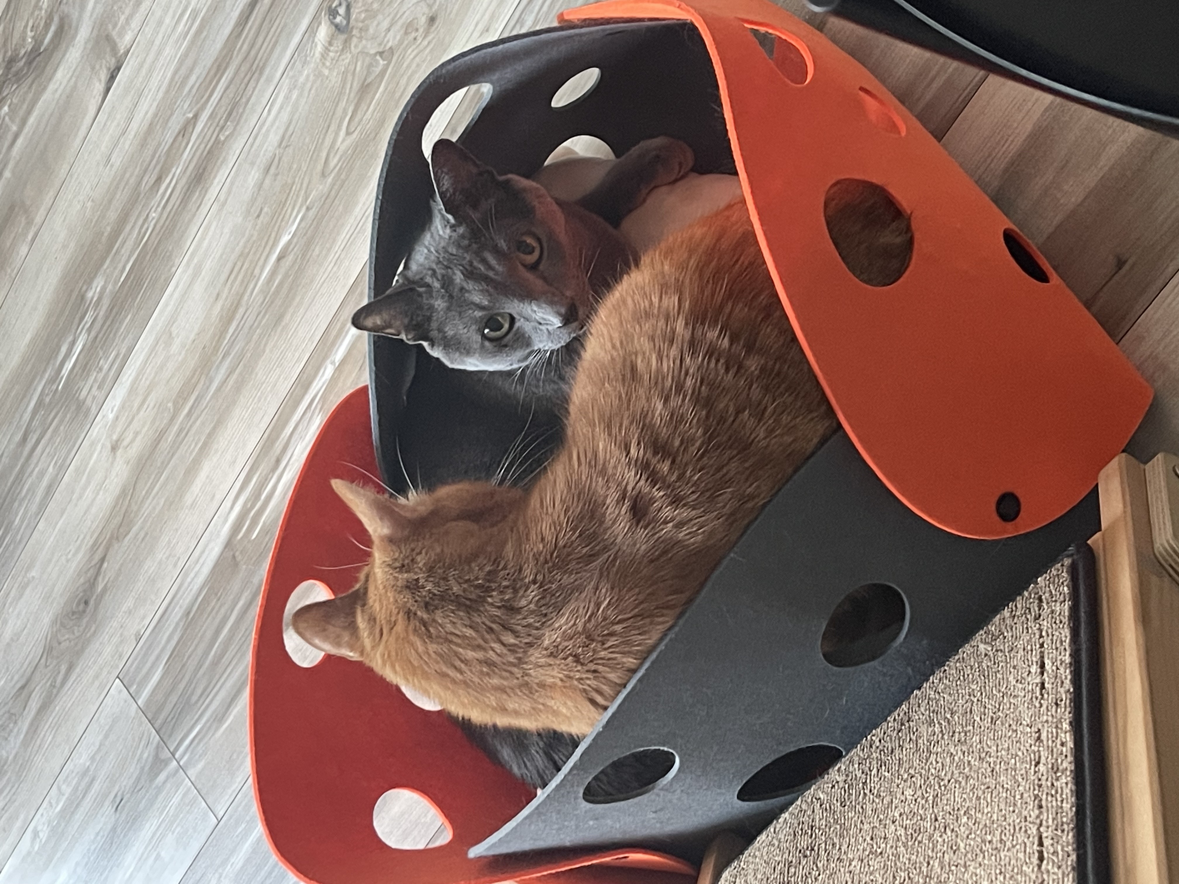 삐용이에게 심쿵했던 지난 1년