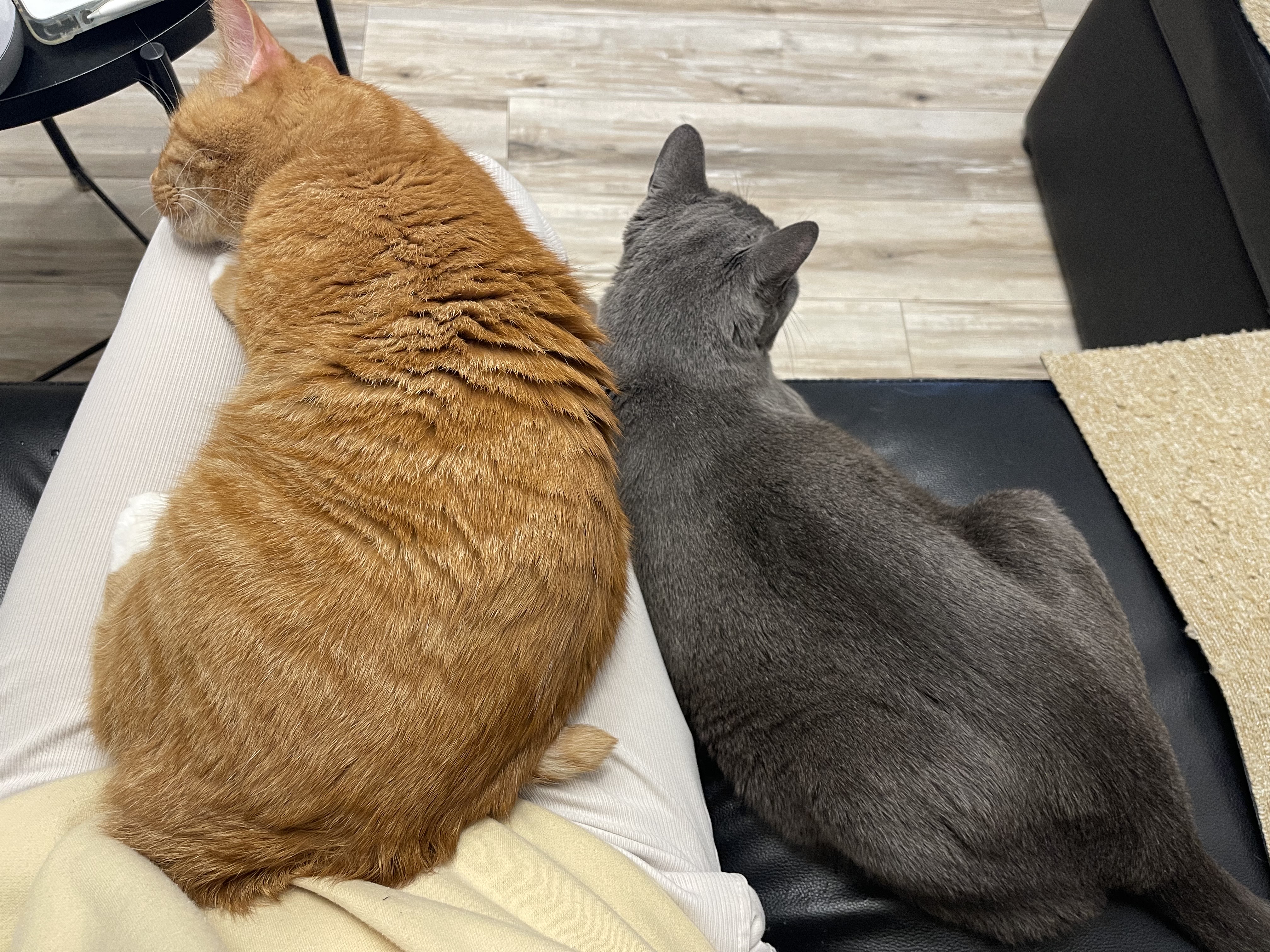 삐용이에게 심쿵했던 지난 1년