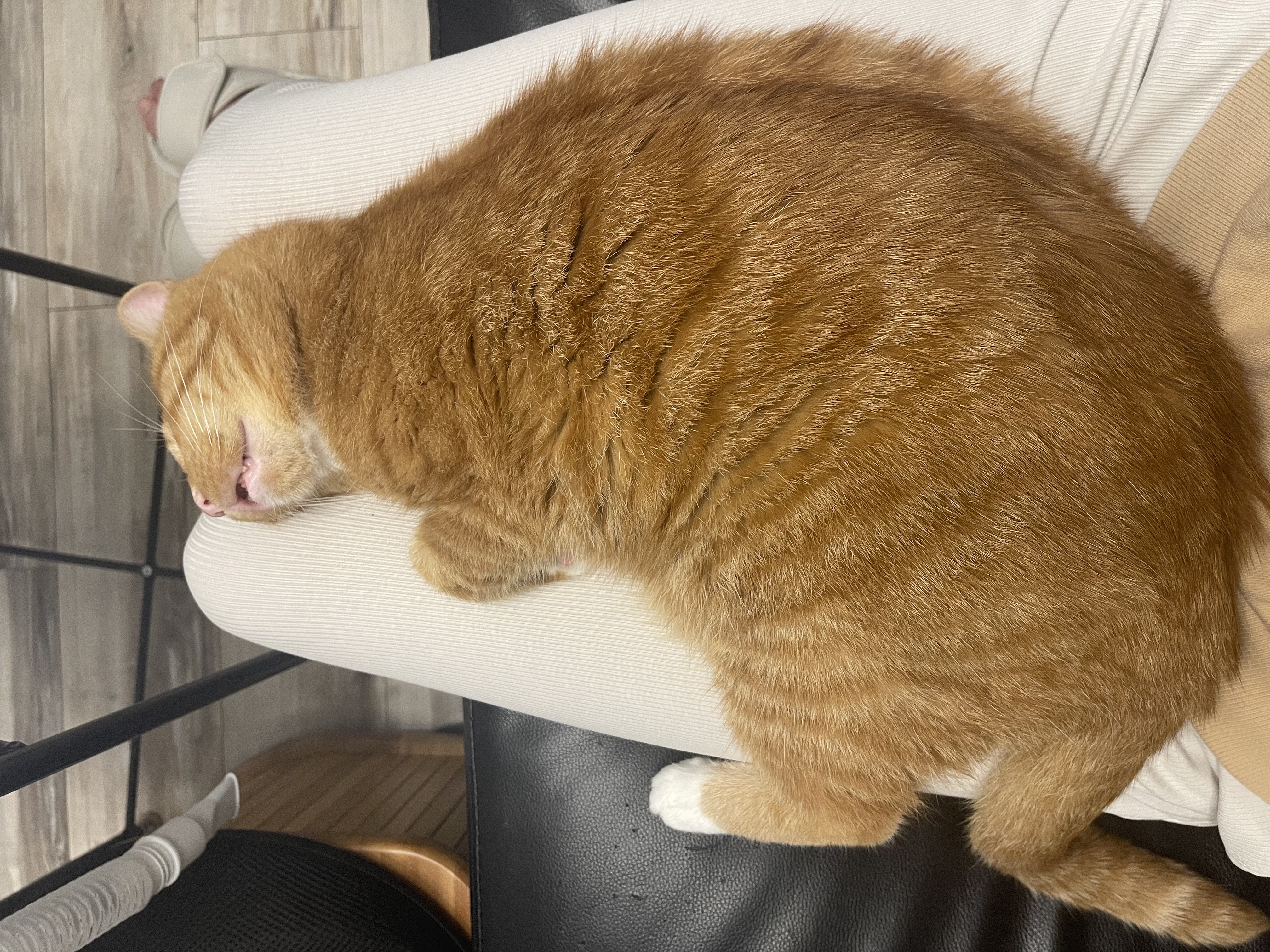 삐용이에게 심쿵했던 지난 1년