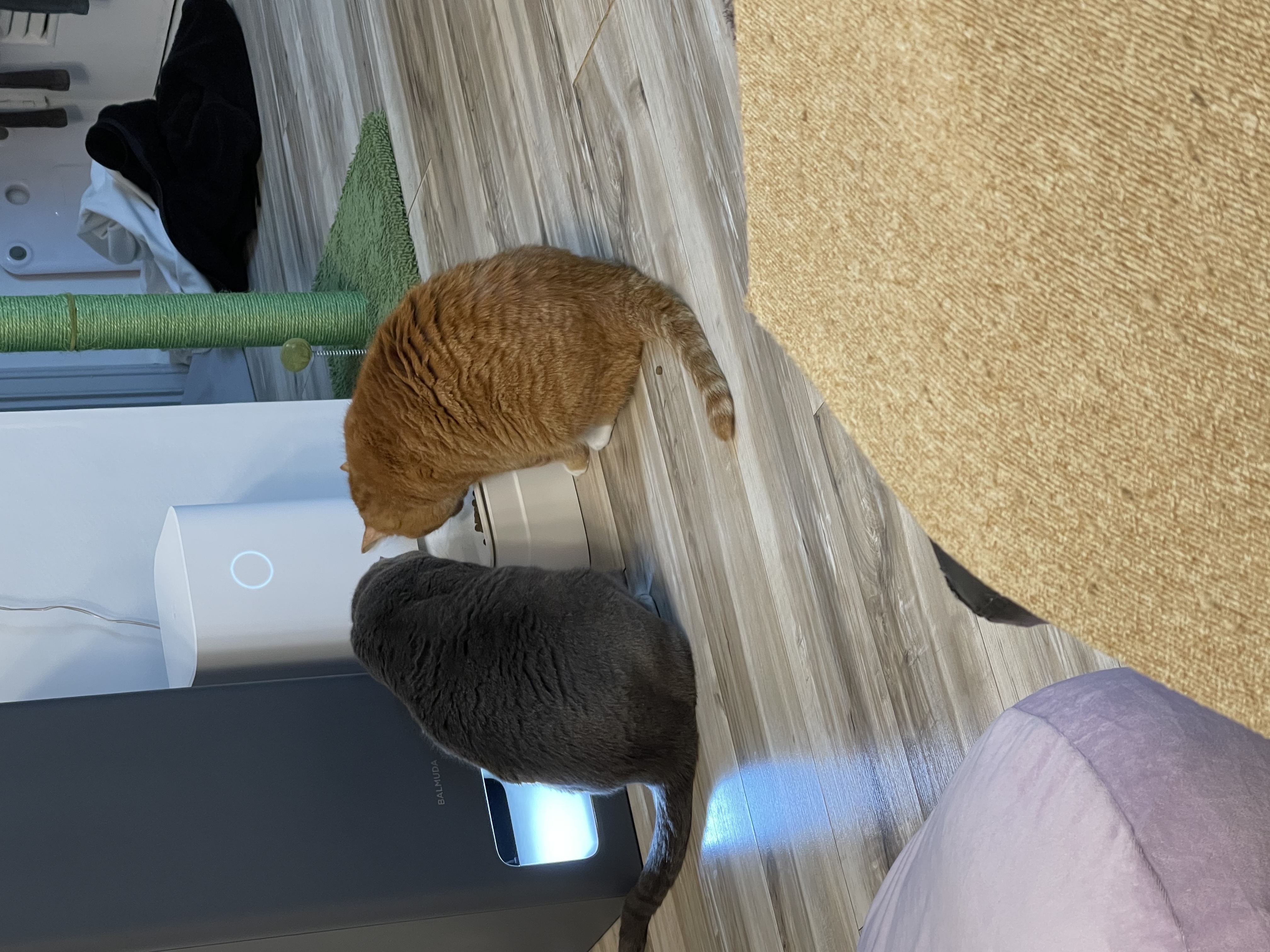 삐용이에게 심쿵했던 지난 1년