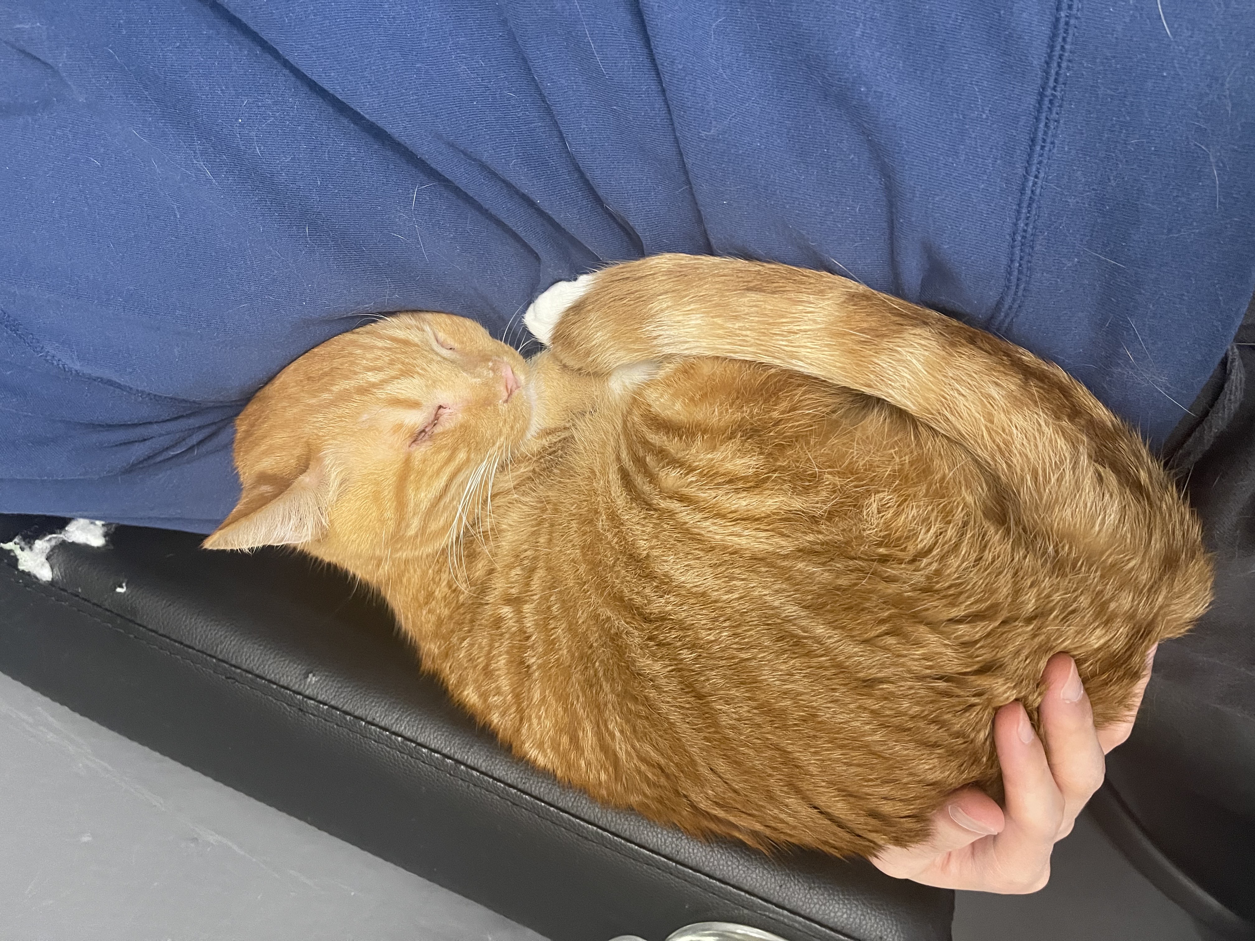 삐용이에게 심쿵했던 지난 1년