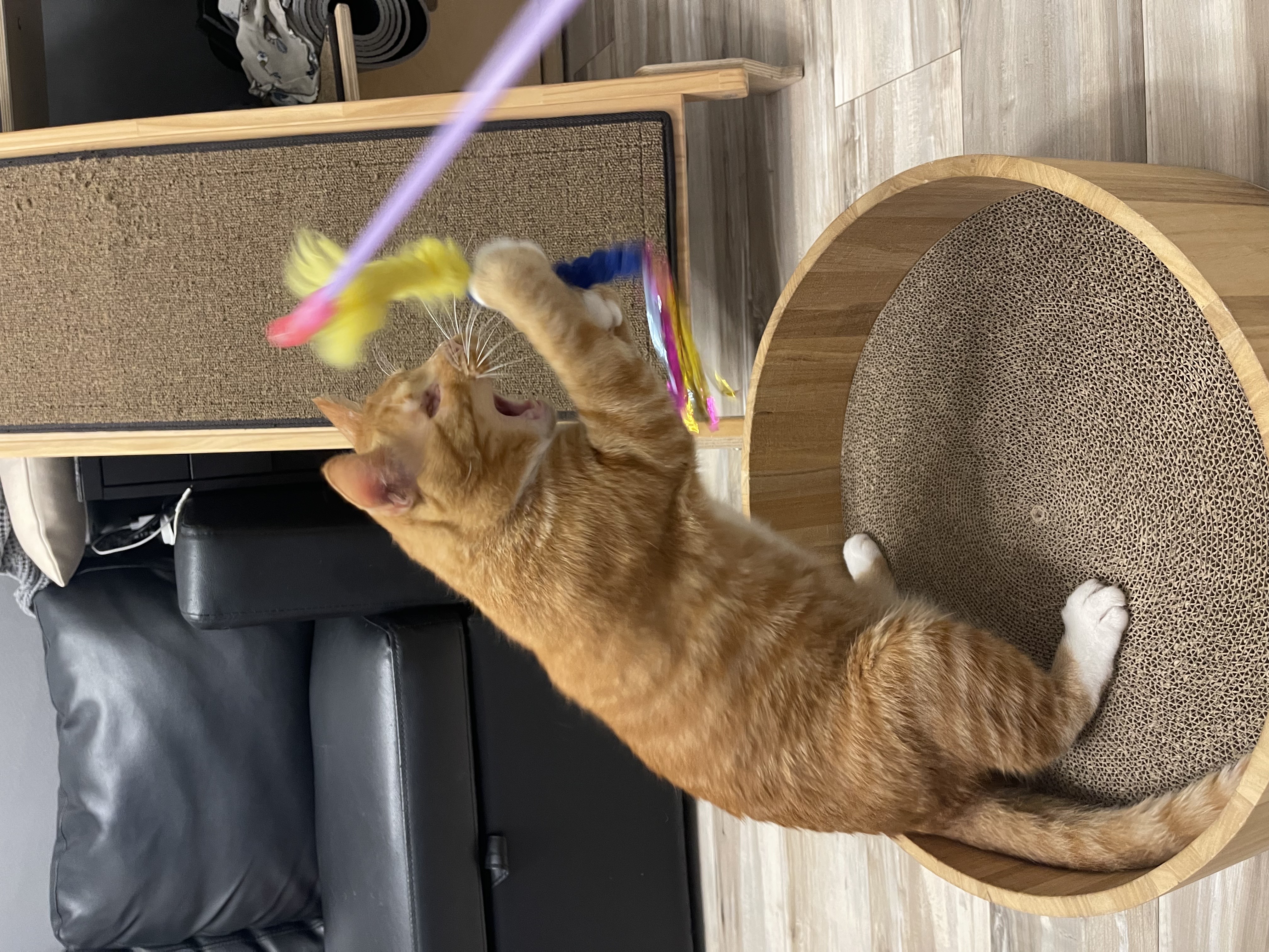 삐용이에게 심쿵했던 지난 1년