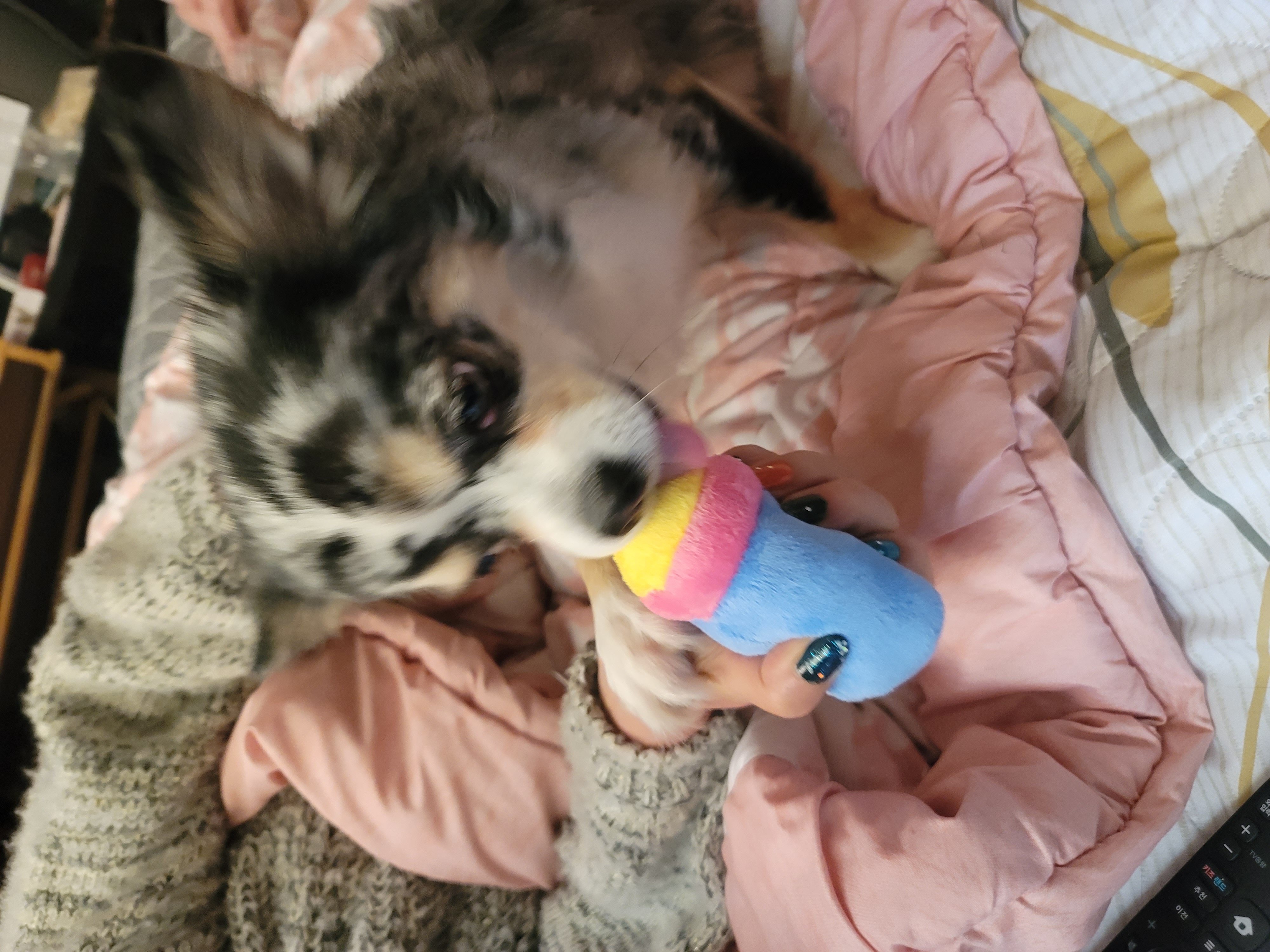 평택치와와 자견 쁘띠 입양 4년♡