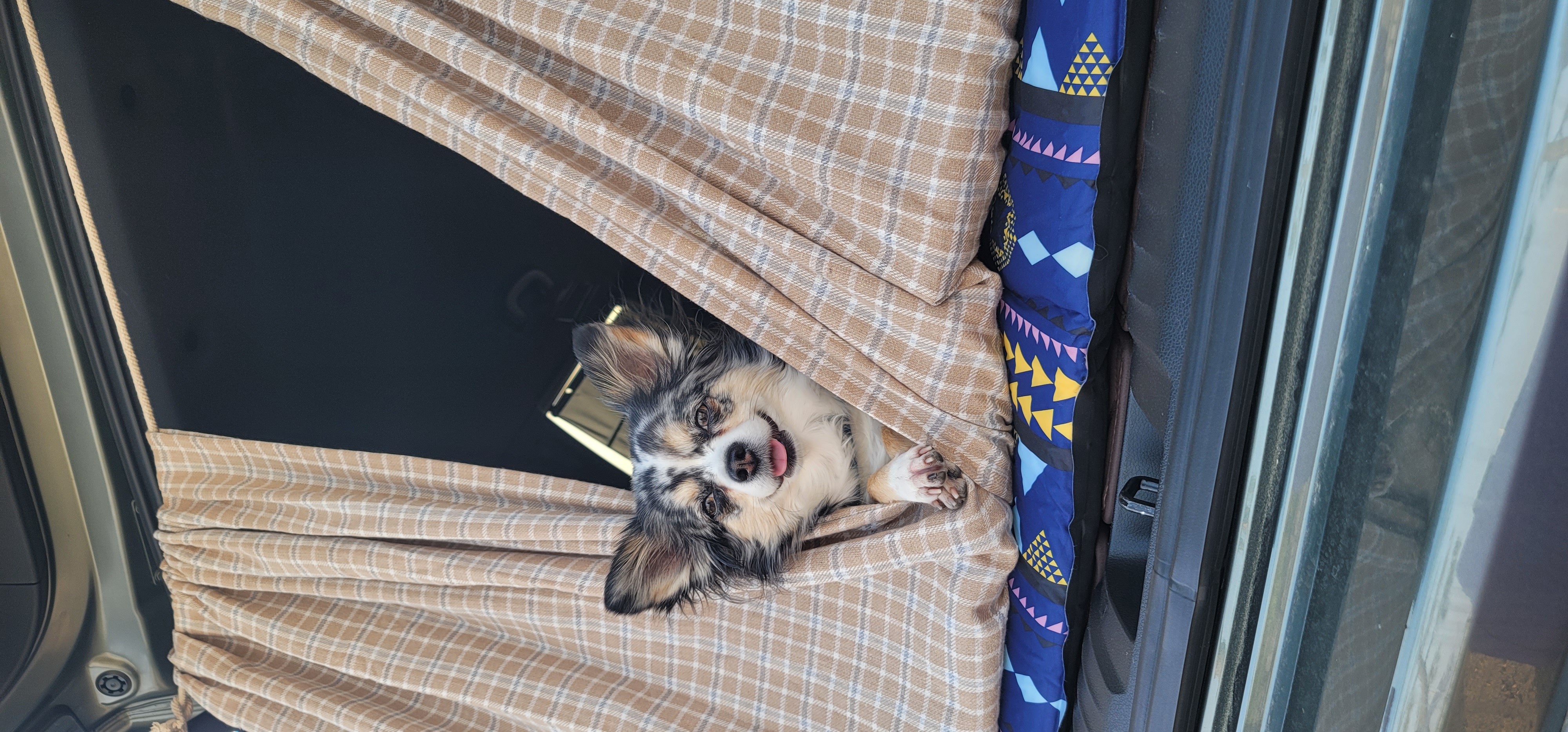 평택치와와 자견 쁘띠 입양 4년♡