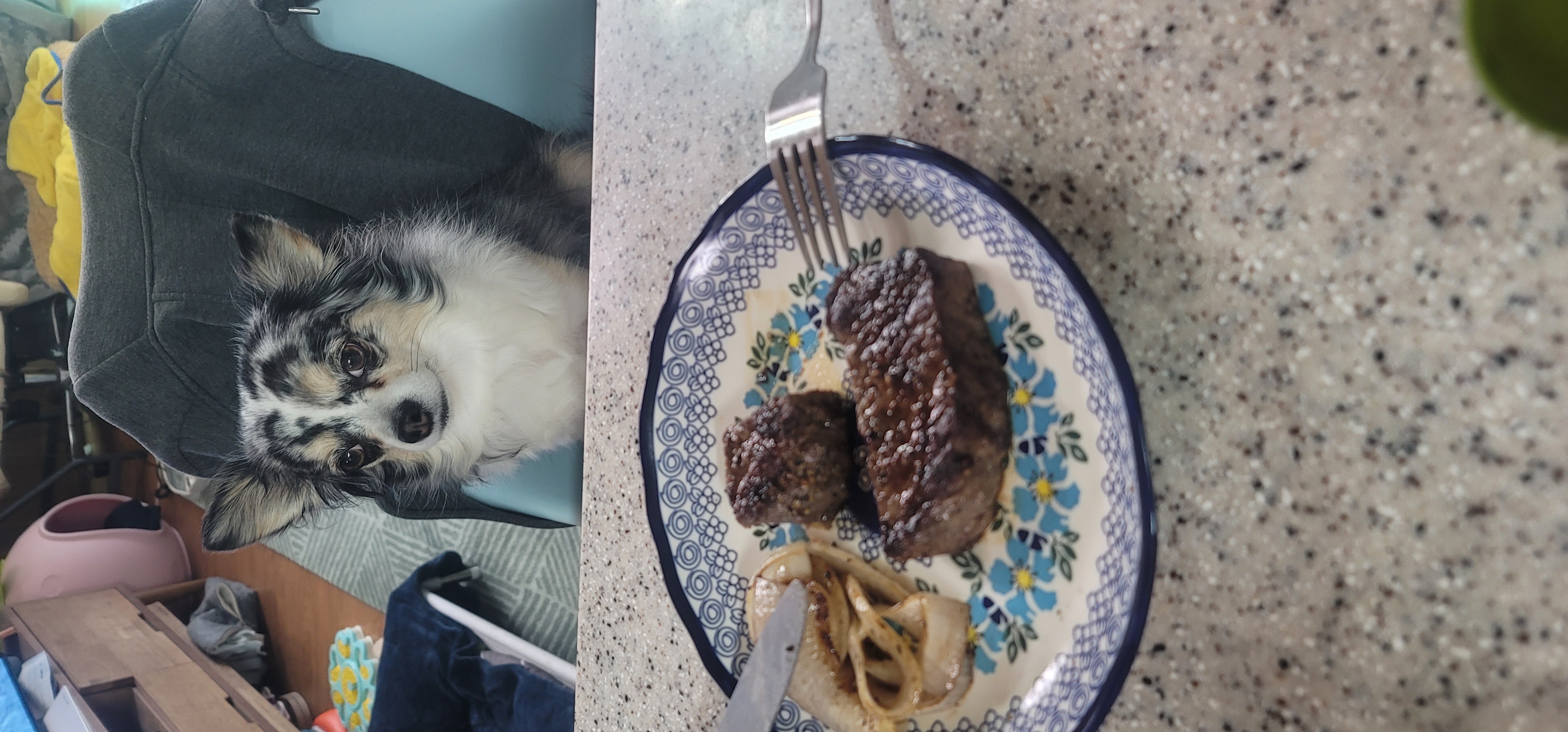 평택치와와 자견 쁘띠 입양 4년♡