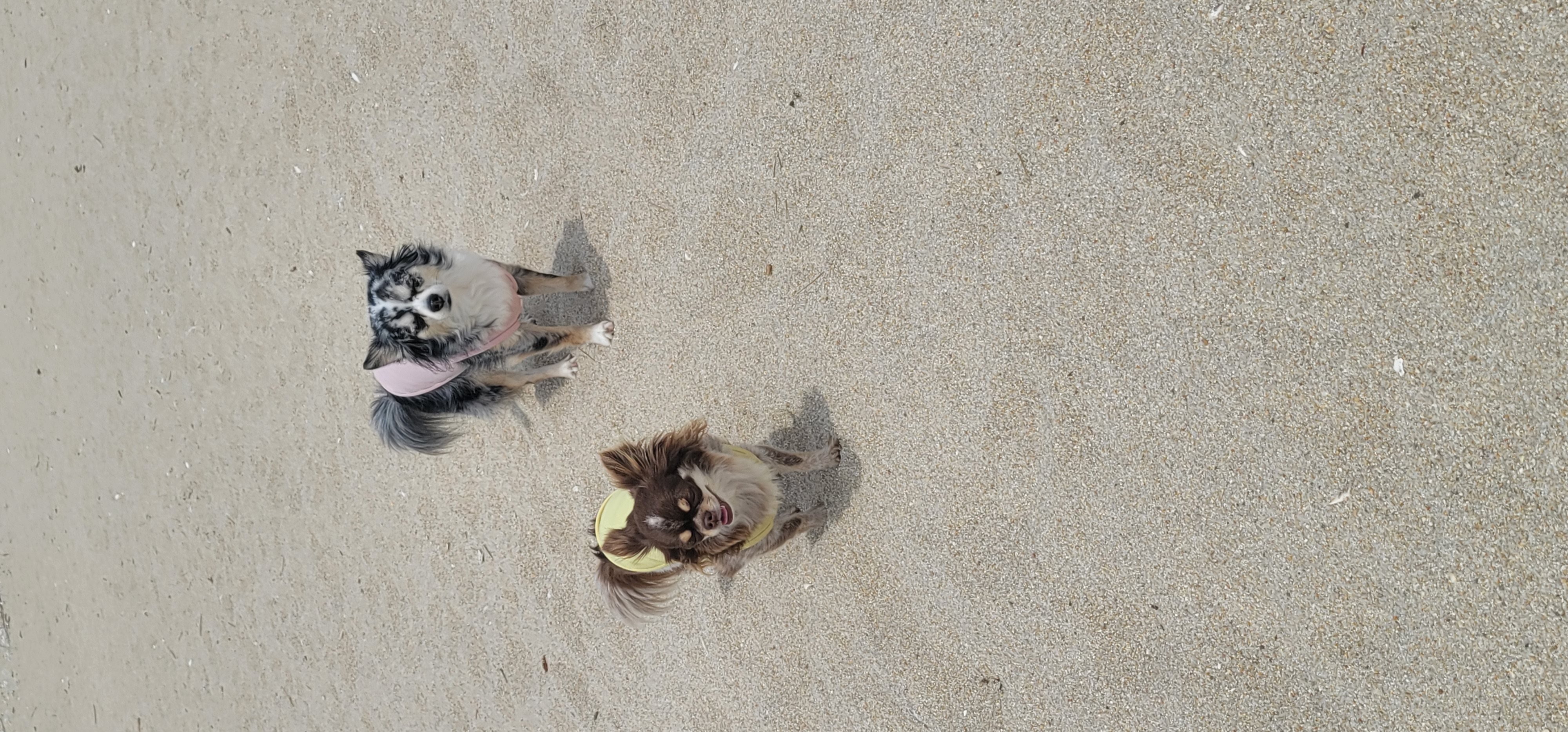 평택치와와 자견 쁘띠 입양 4년♡