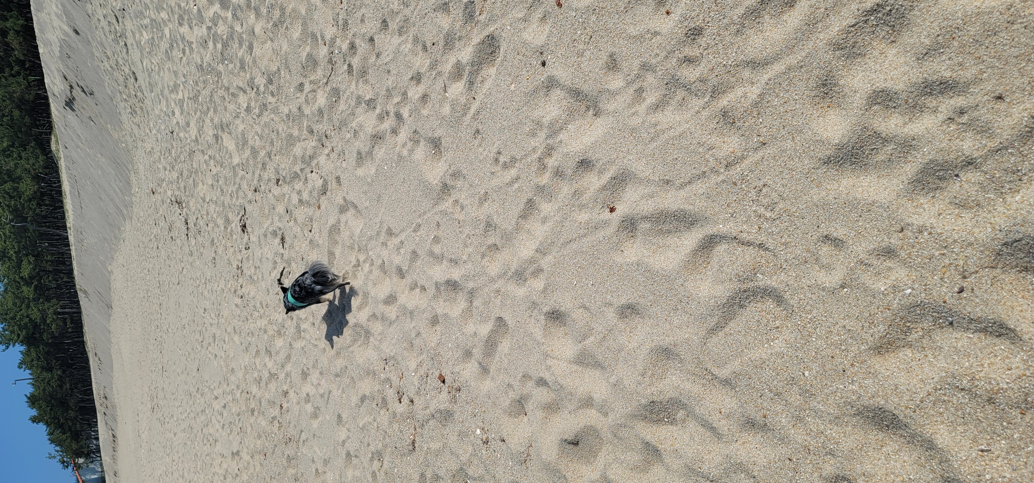 평택치와와 자견 쁘띠 입양 4년♡