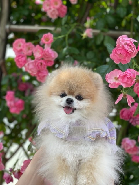 치콘 & 빵 이야기 (입양 7년, 6년)