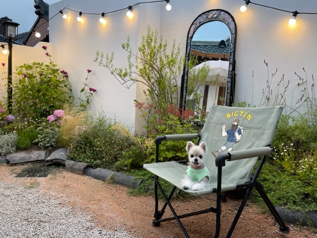 치콘 & 빵 이야기 (입양 7년, 6년)