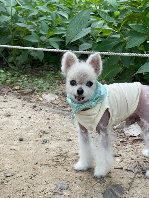 치콘 & 빵 이야기 (입양 7년, 6년)