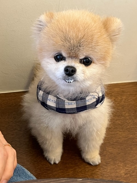 치콘 & 빵 이야기 (입양 7년, 6년)