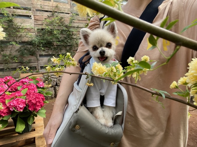 치콘 & 빵 이야기 (입양 7년, 6년)