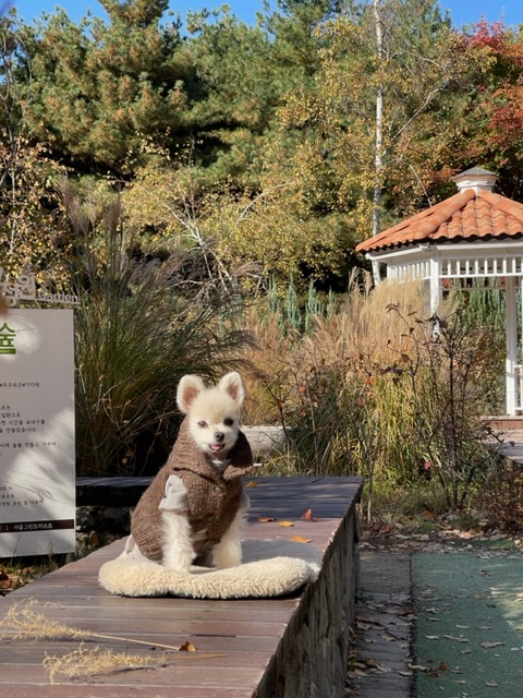 치콘 & 빵 이야기 (입양 7년, 6년)