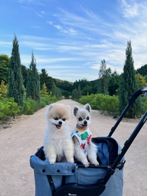 치콘 & 빵 이야기 (입양 7년, 6년)