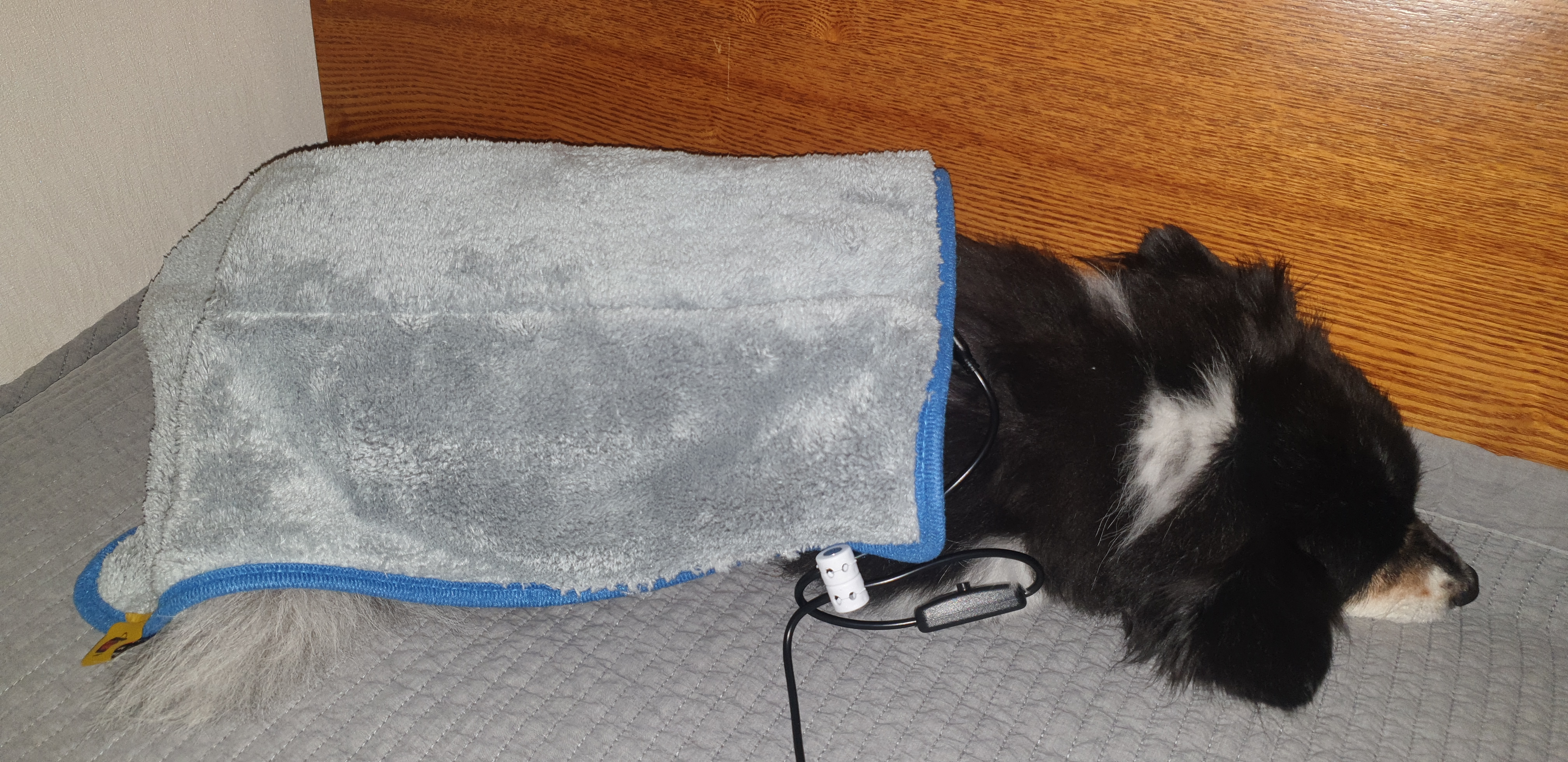 새콤이 근황입니다.