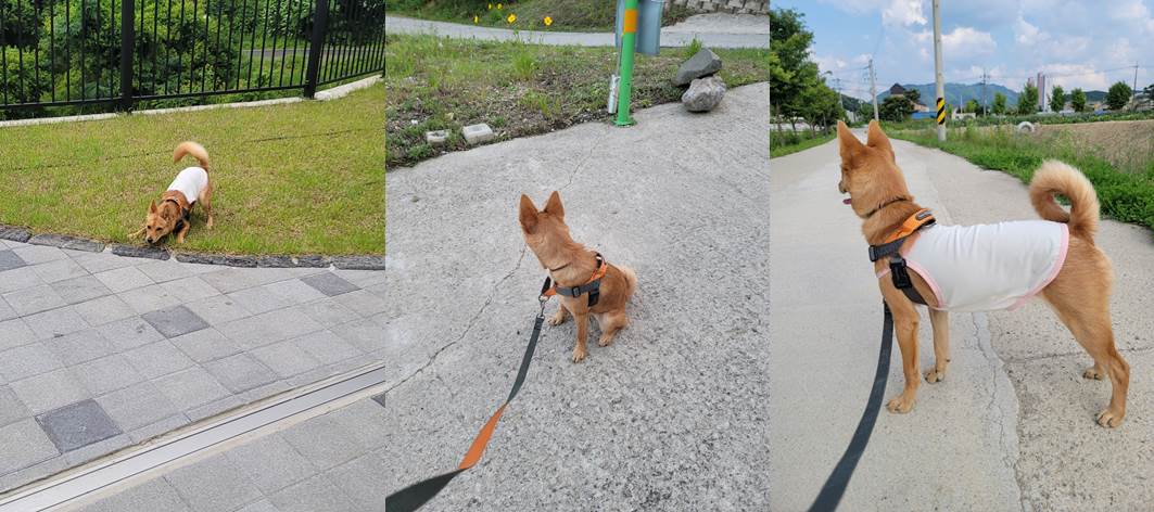 호두(구.오트) 석달 이야기