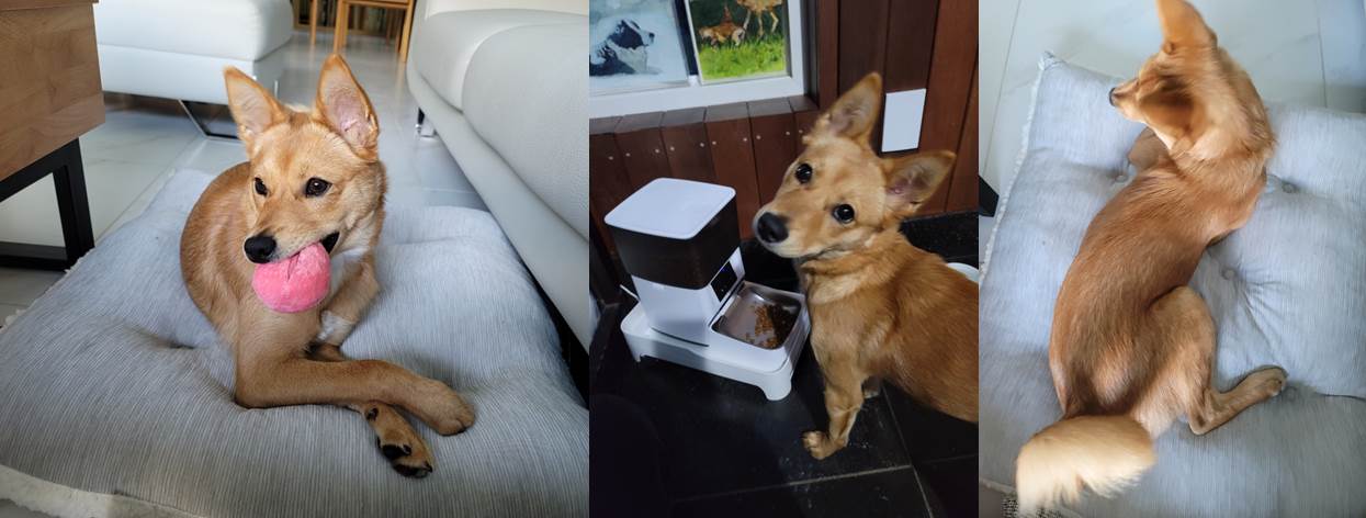 호두(구.오트) 석달 이야기