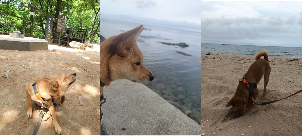 호두(구.오트) 석달 이야기