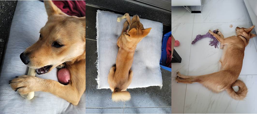 호두(구.오트) 석달 이야기