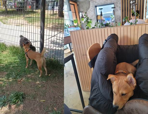 호두(구.오트) 석달 이야기