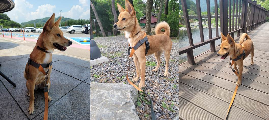 호두(구.오트) 석달 이야기