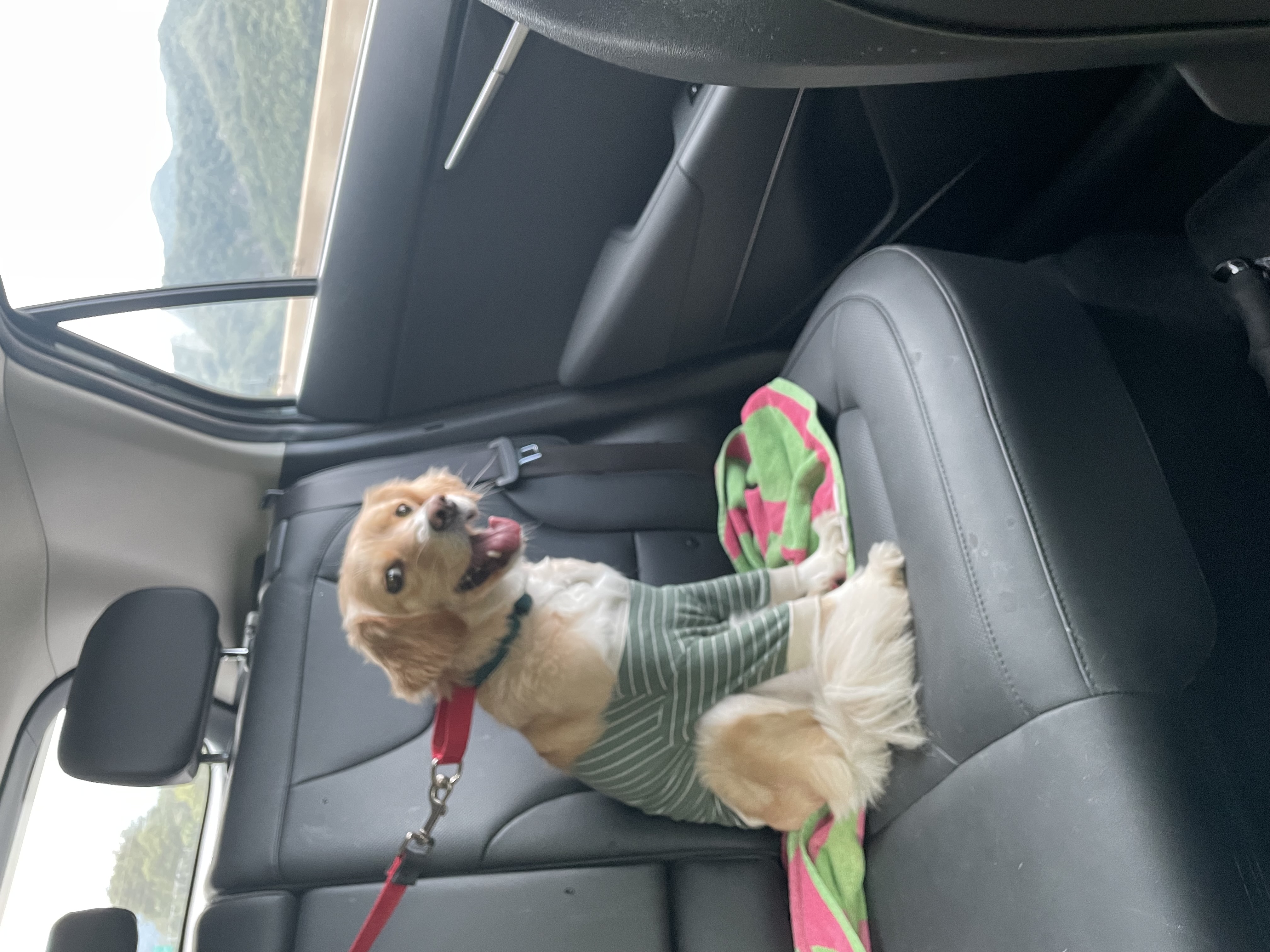 루시 (삼콩)와 지낸 일년