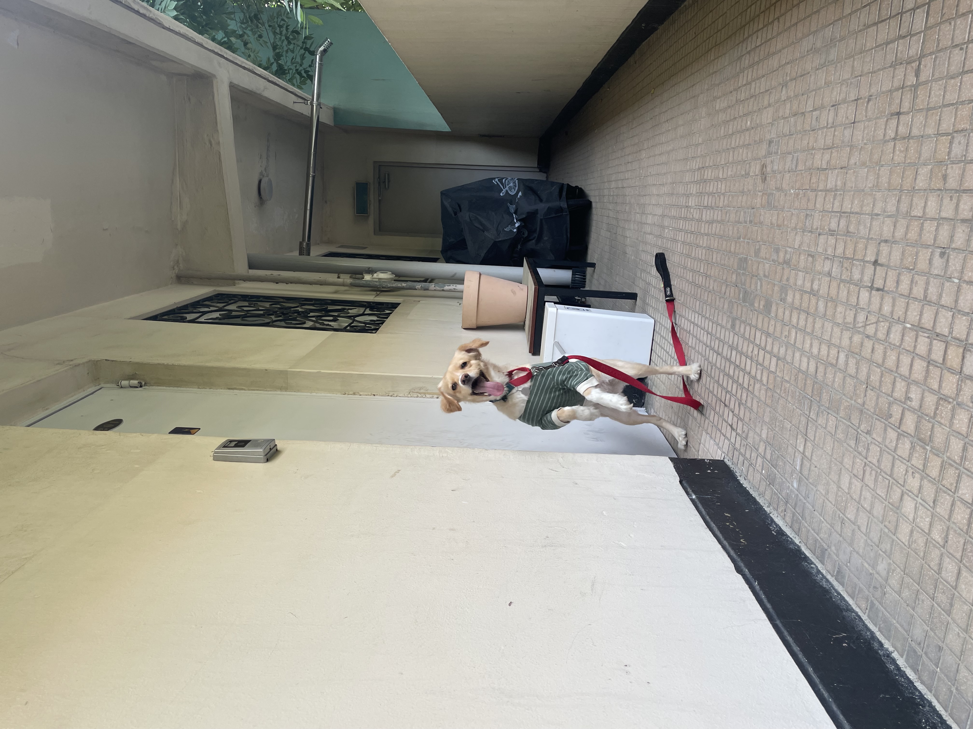 루시 (삼콩)와 지낸 일년