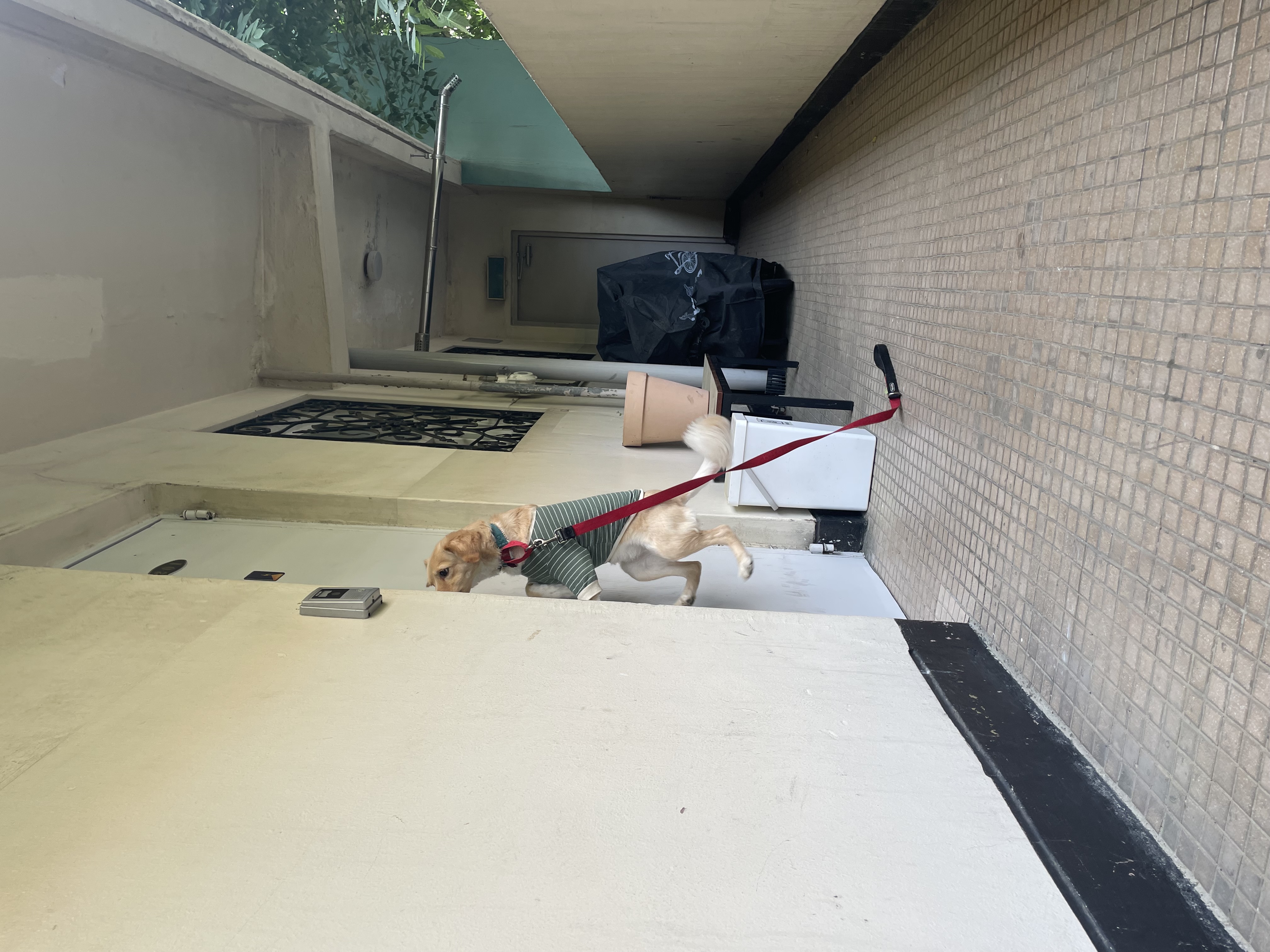 루시 (삼콩)와 지낸 일년