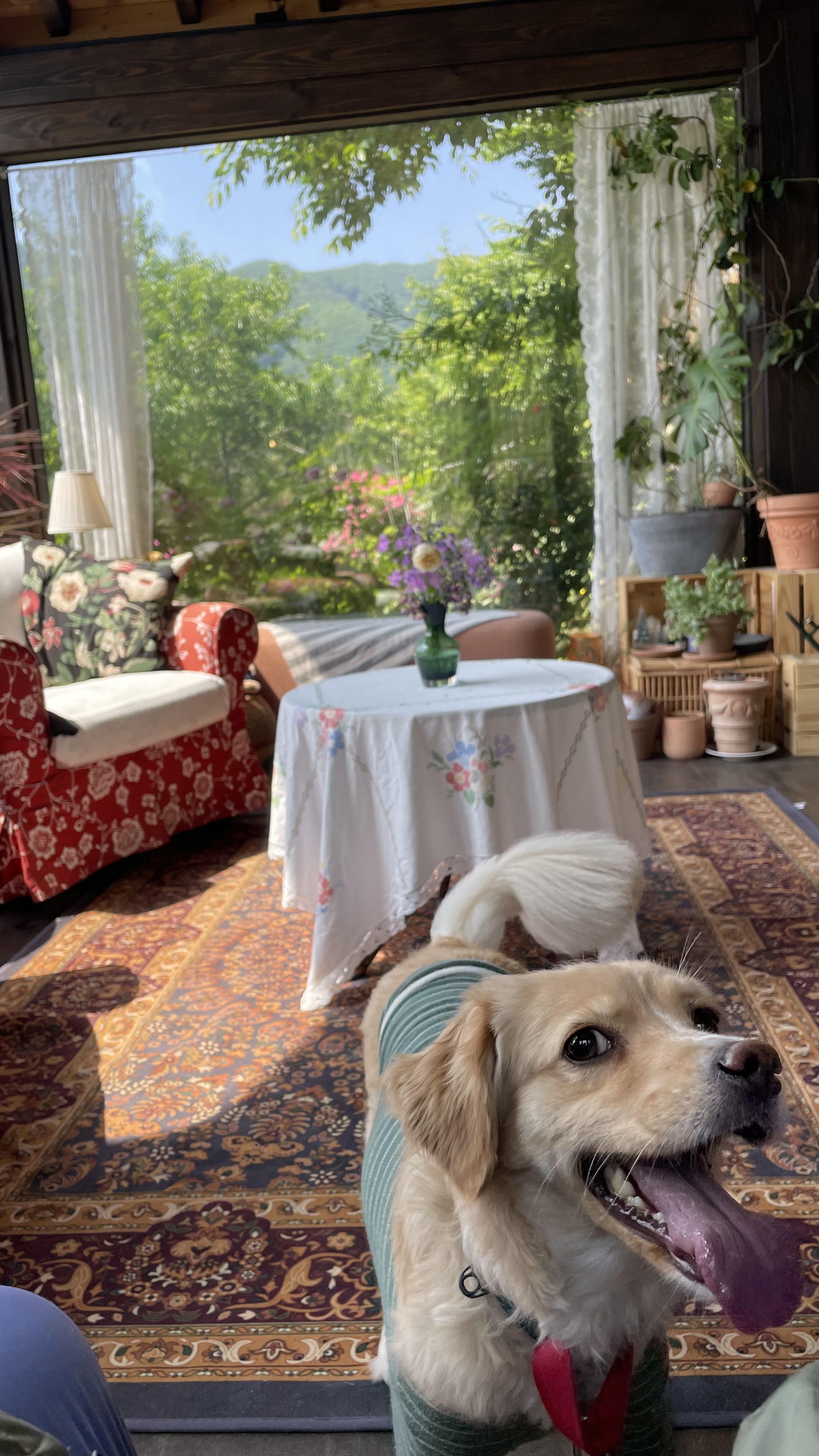 루시 (삼콩)와 지낸 일년