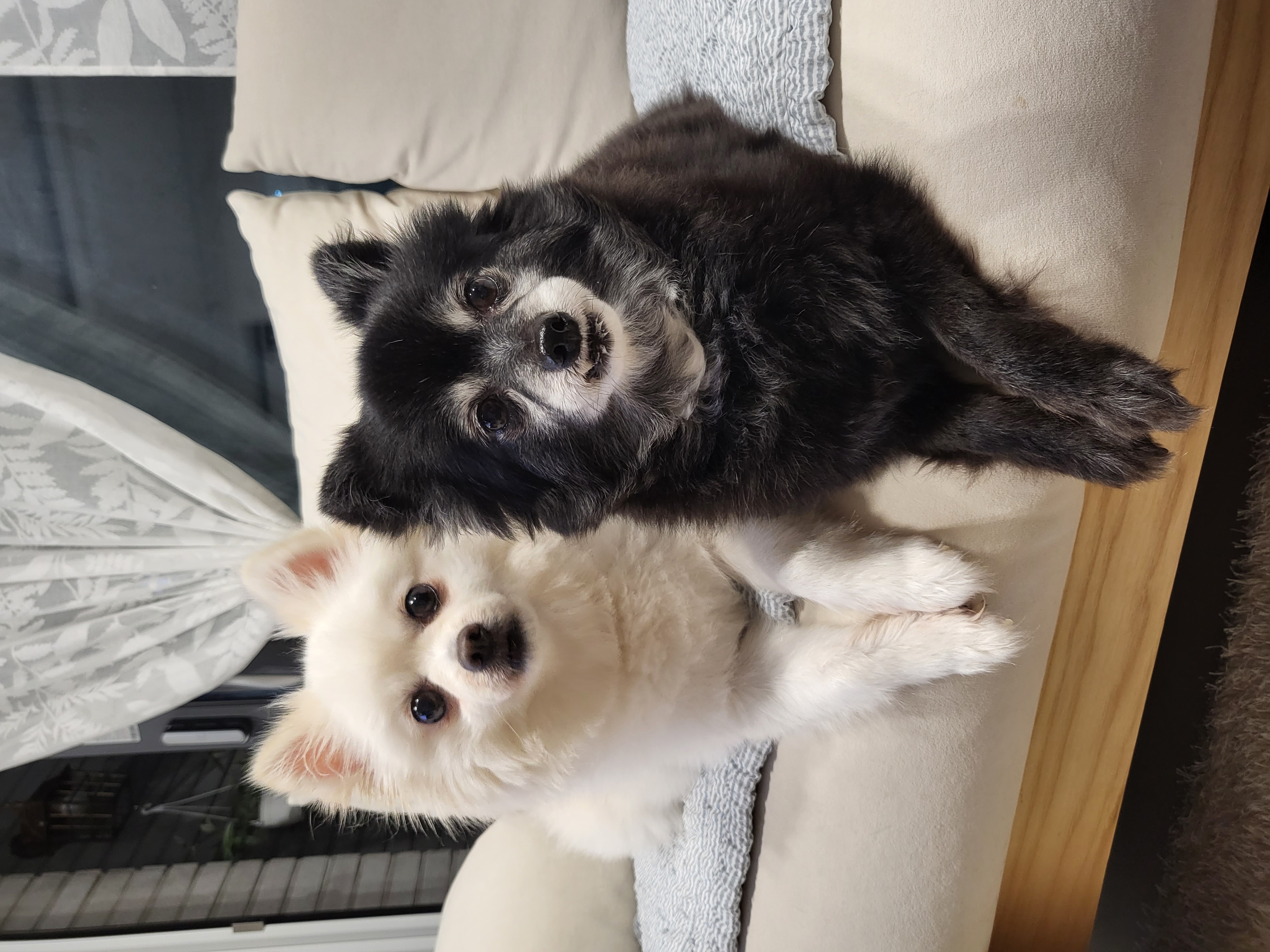 김가루 2년 되었어요~♡(곤지암 오잉이)