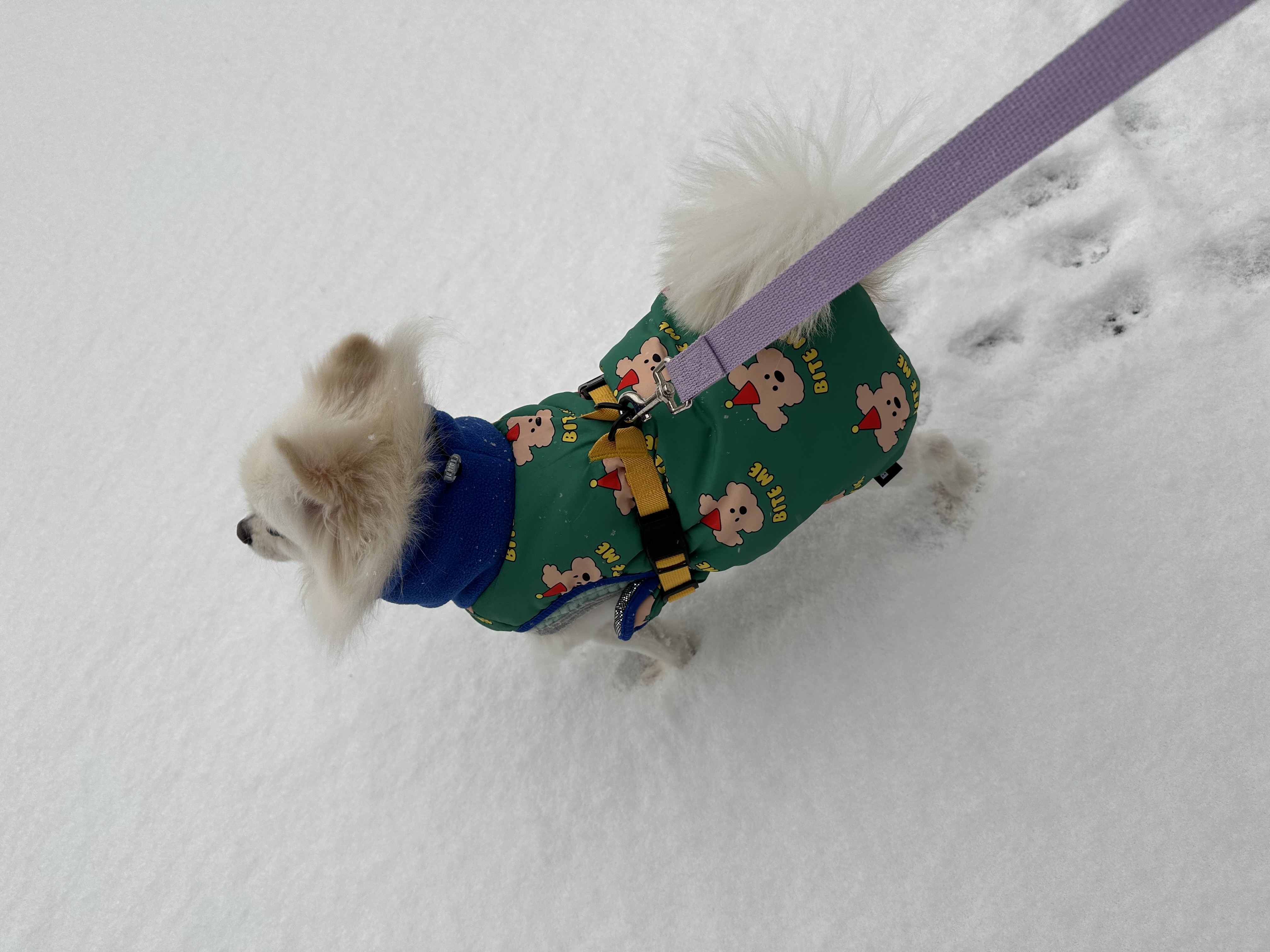 김가루 2년 되었어요~♡(곤지암 오잉이)