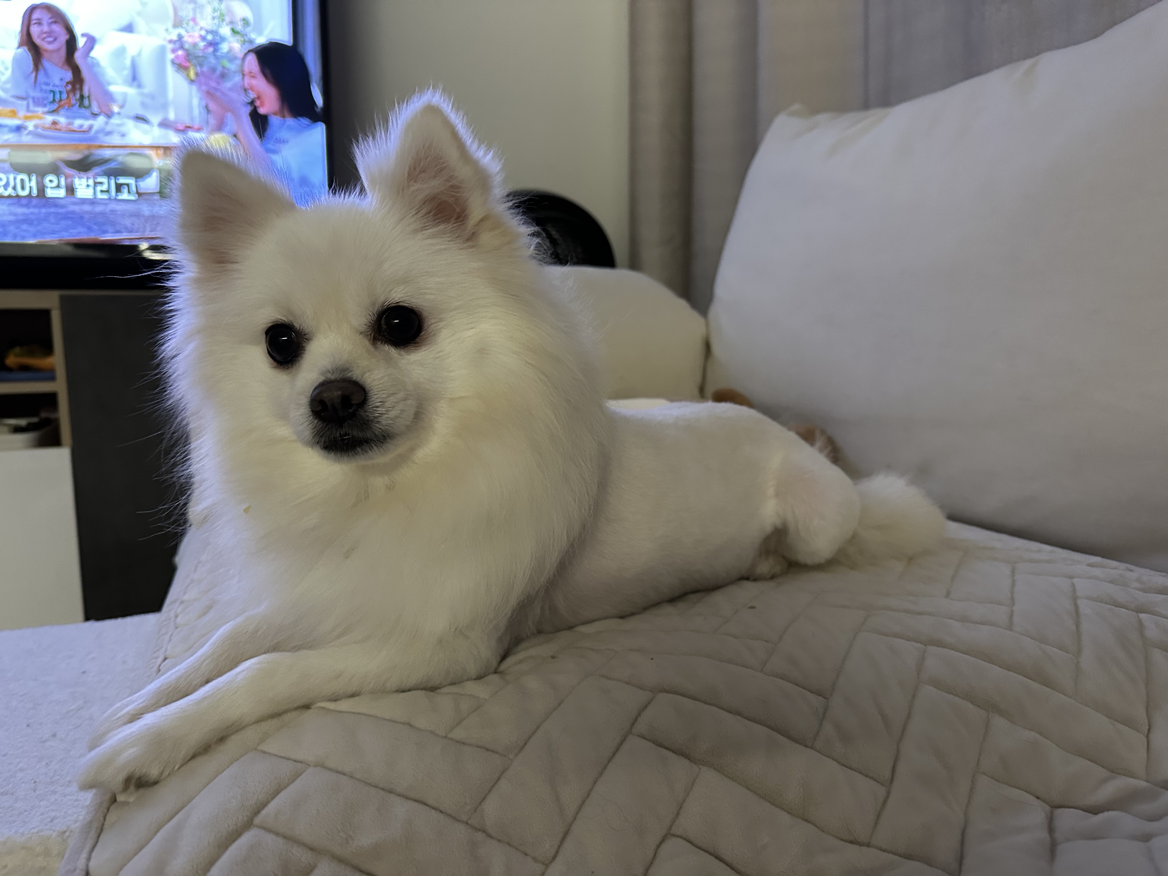 김가루 2년 되었어요~♡(곤지암 오잉이)