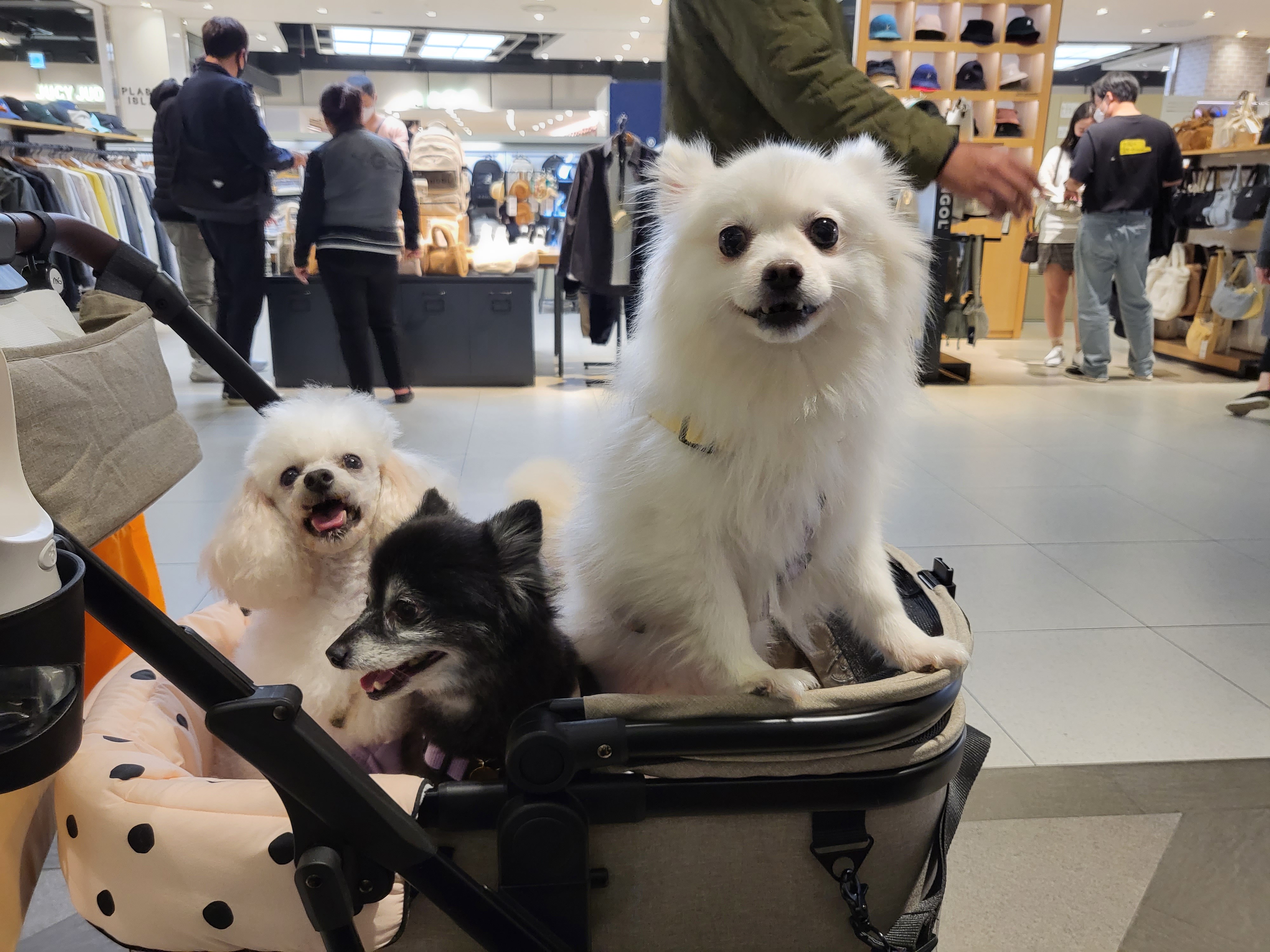 김가루 2년 되었어요~♡(곤지암 오잉이)