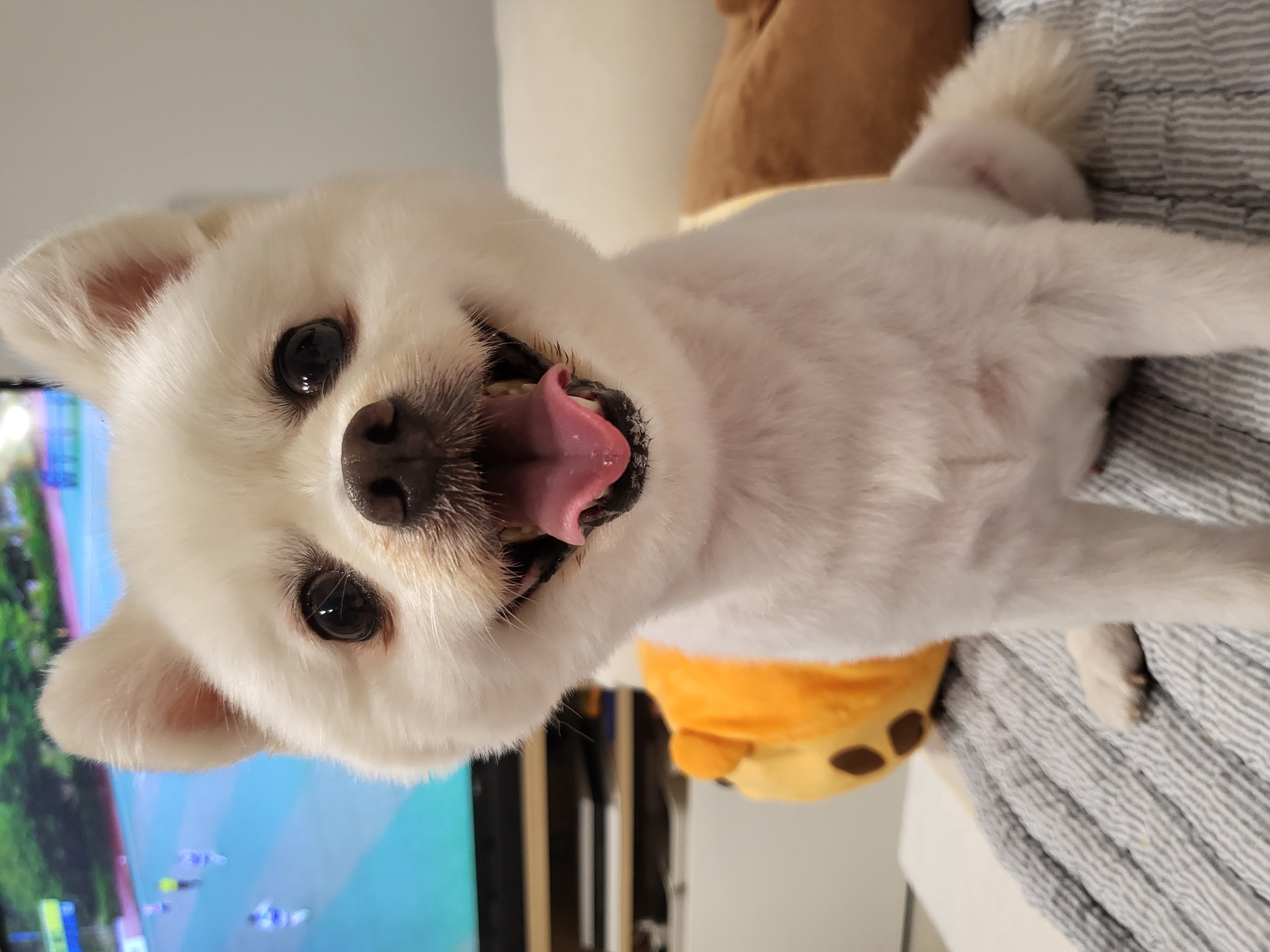 김가루 2년 되었어요~♡(곤지암 오잉이)