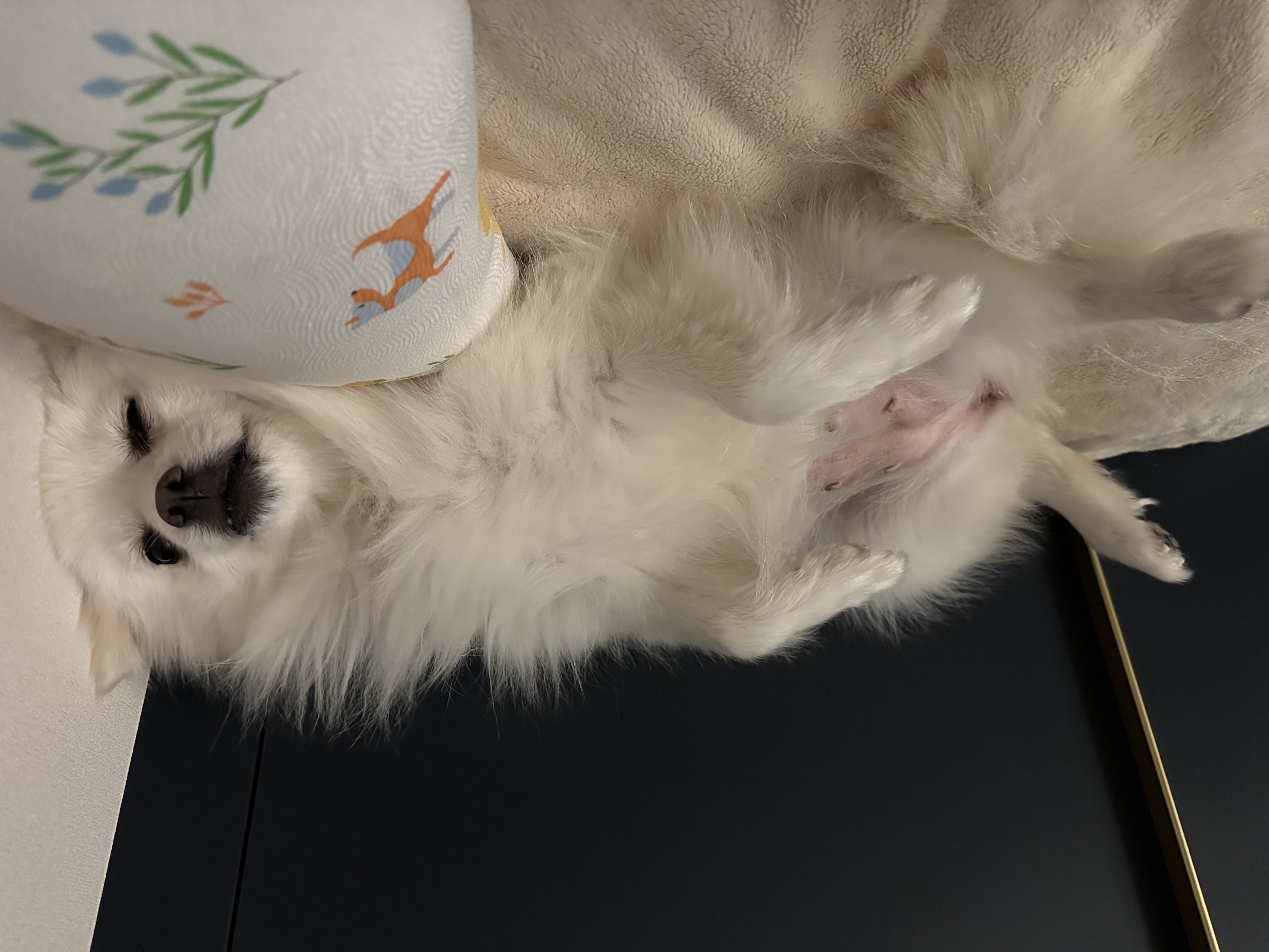 김가루 2년 되었어요~♡(곤지암 오잉이)