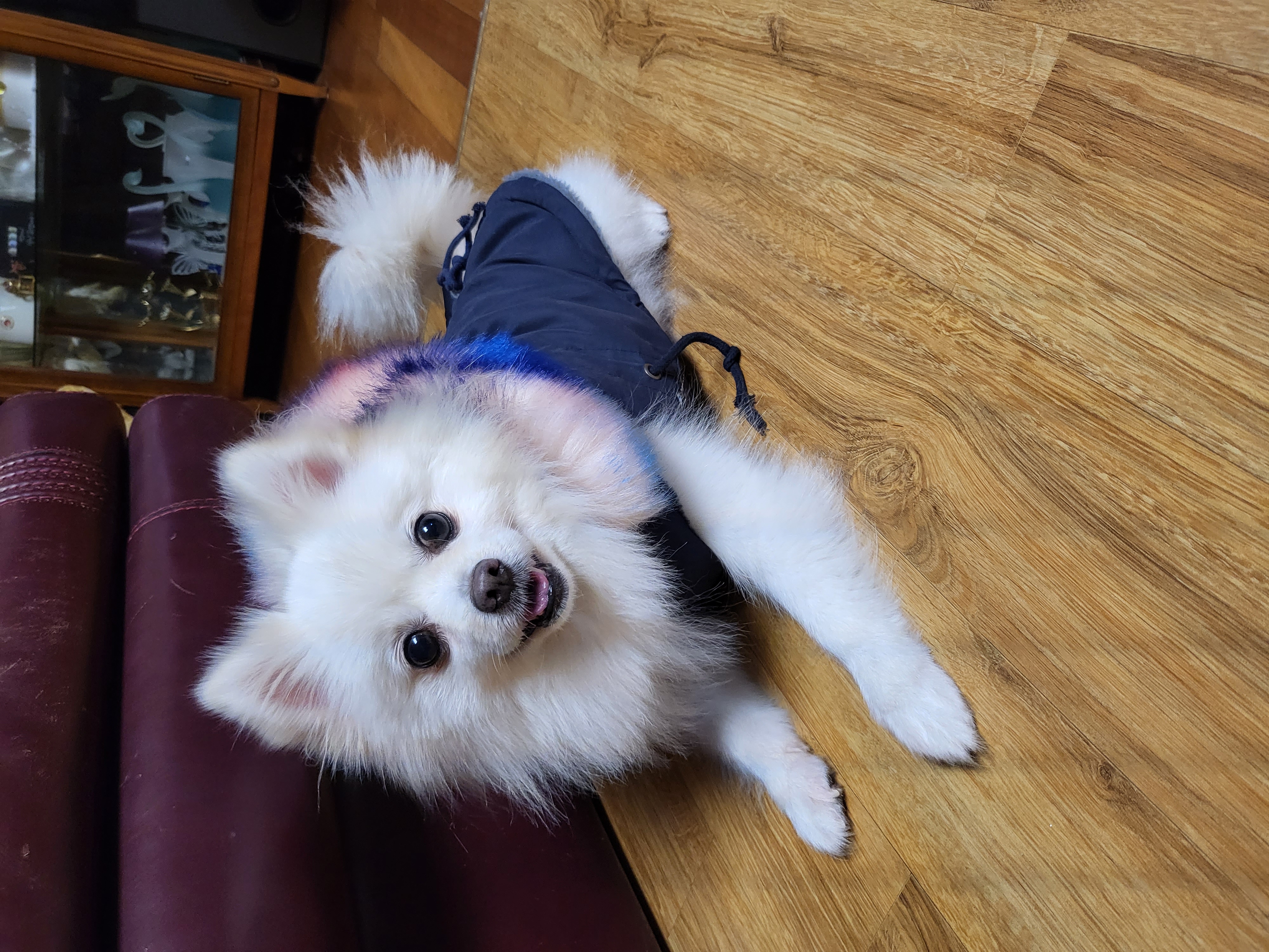 김가루 2년 되었어요~♡(곤지암 오잉이)