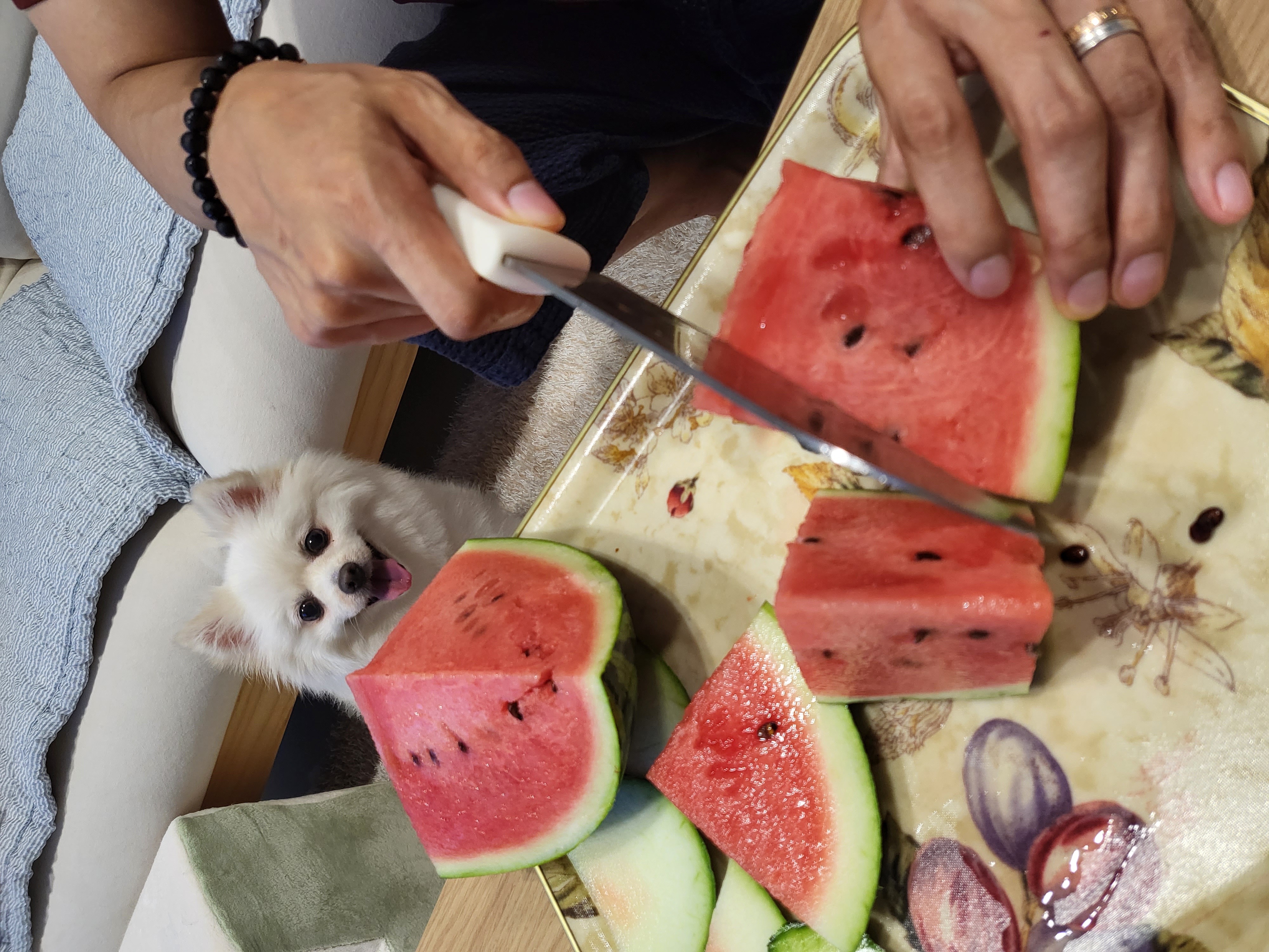 김가루 2년 되었어요~♡(곤지암 오잉이)