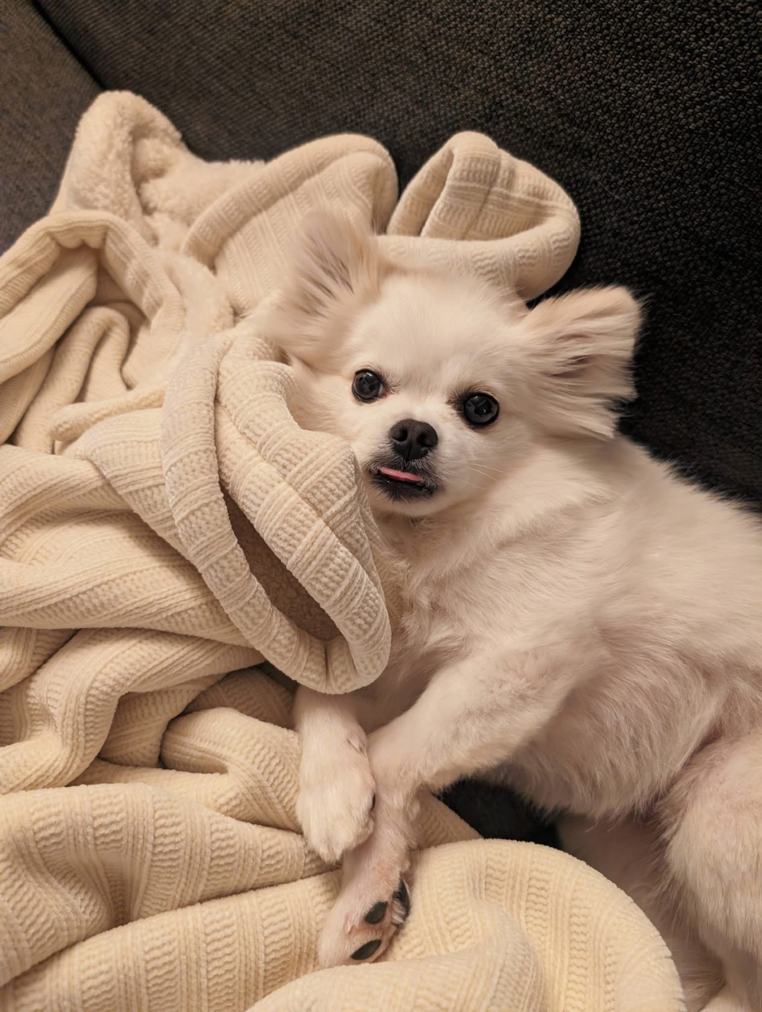 [해외 입양] 캐나다 토론토에서 전해온 '뽀눈이' 소식💌