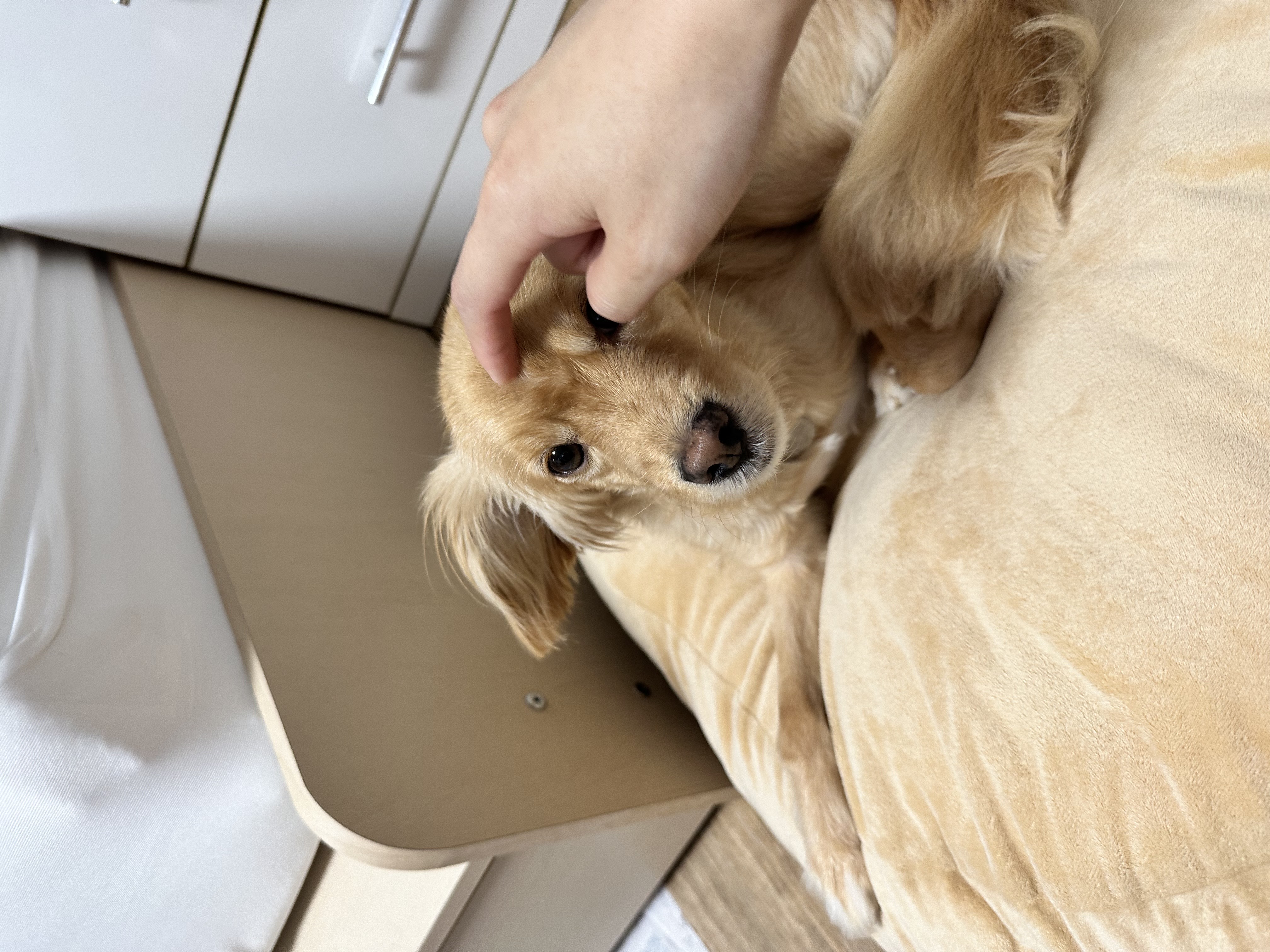 아코와 한달째 함께하는 일상